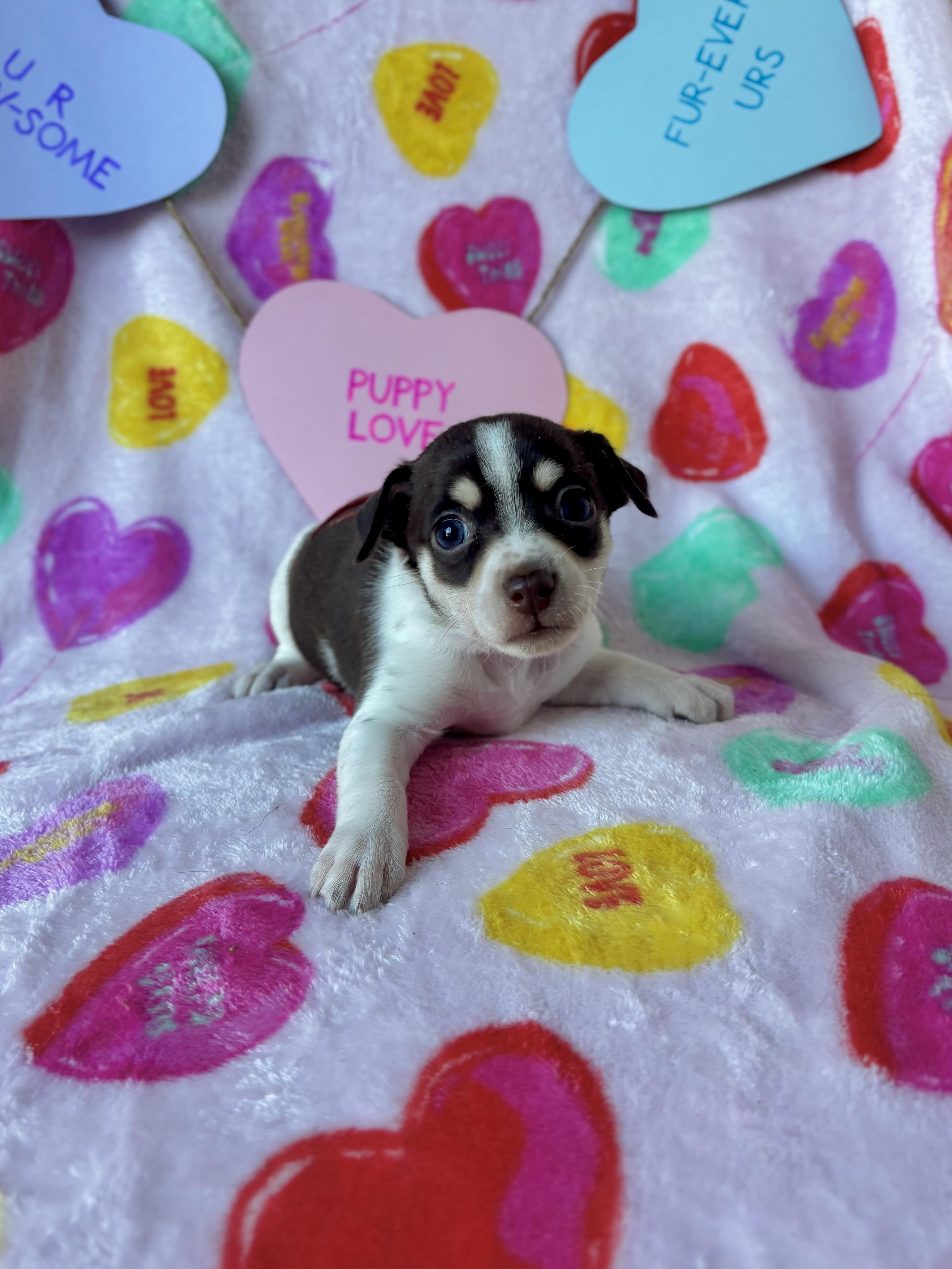 Cinnamon  Spice Litter thumbnail 5