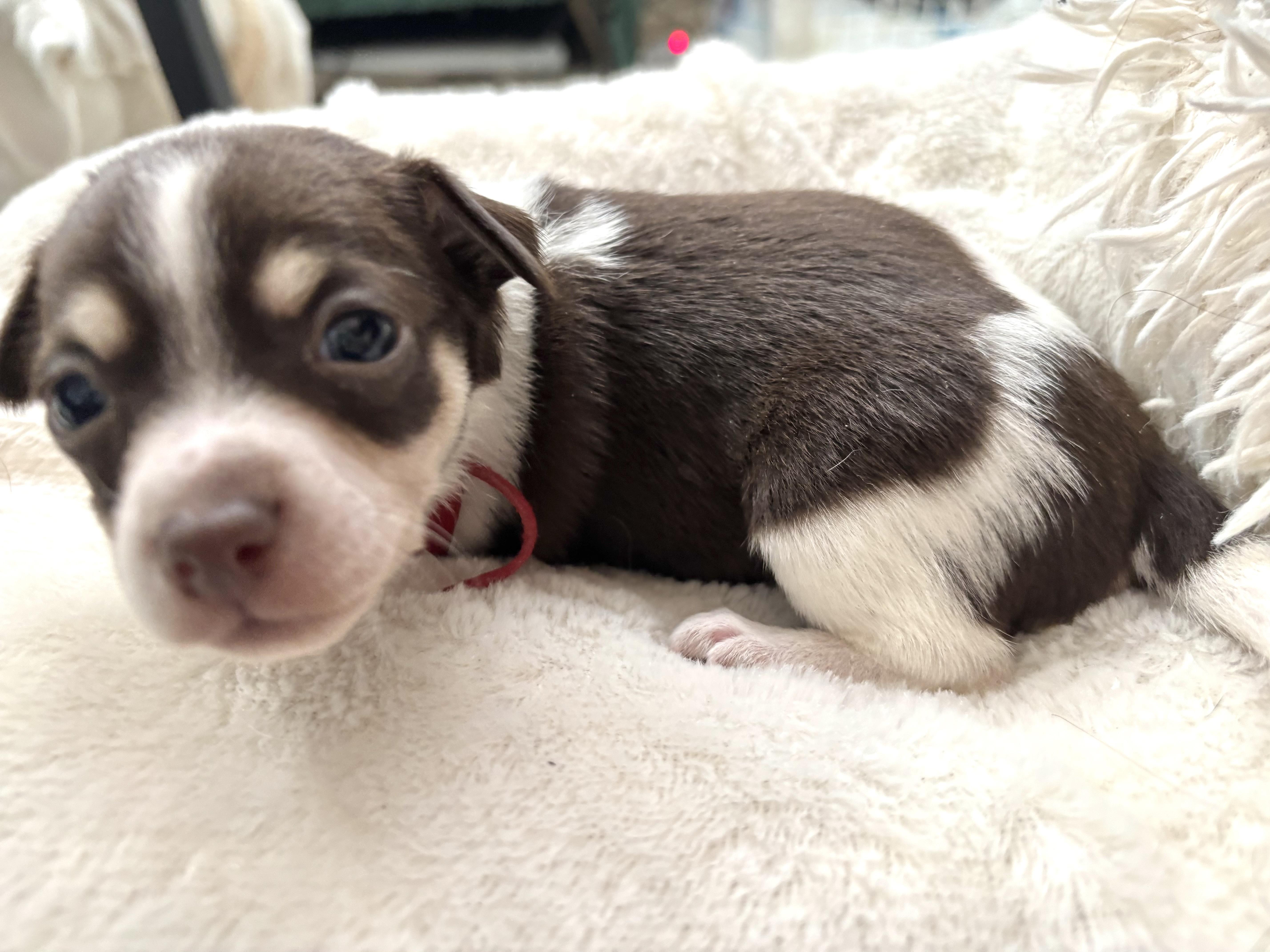 Cinnamon  Spice Litter thumbnail 6