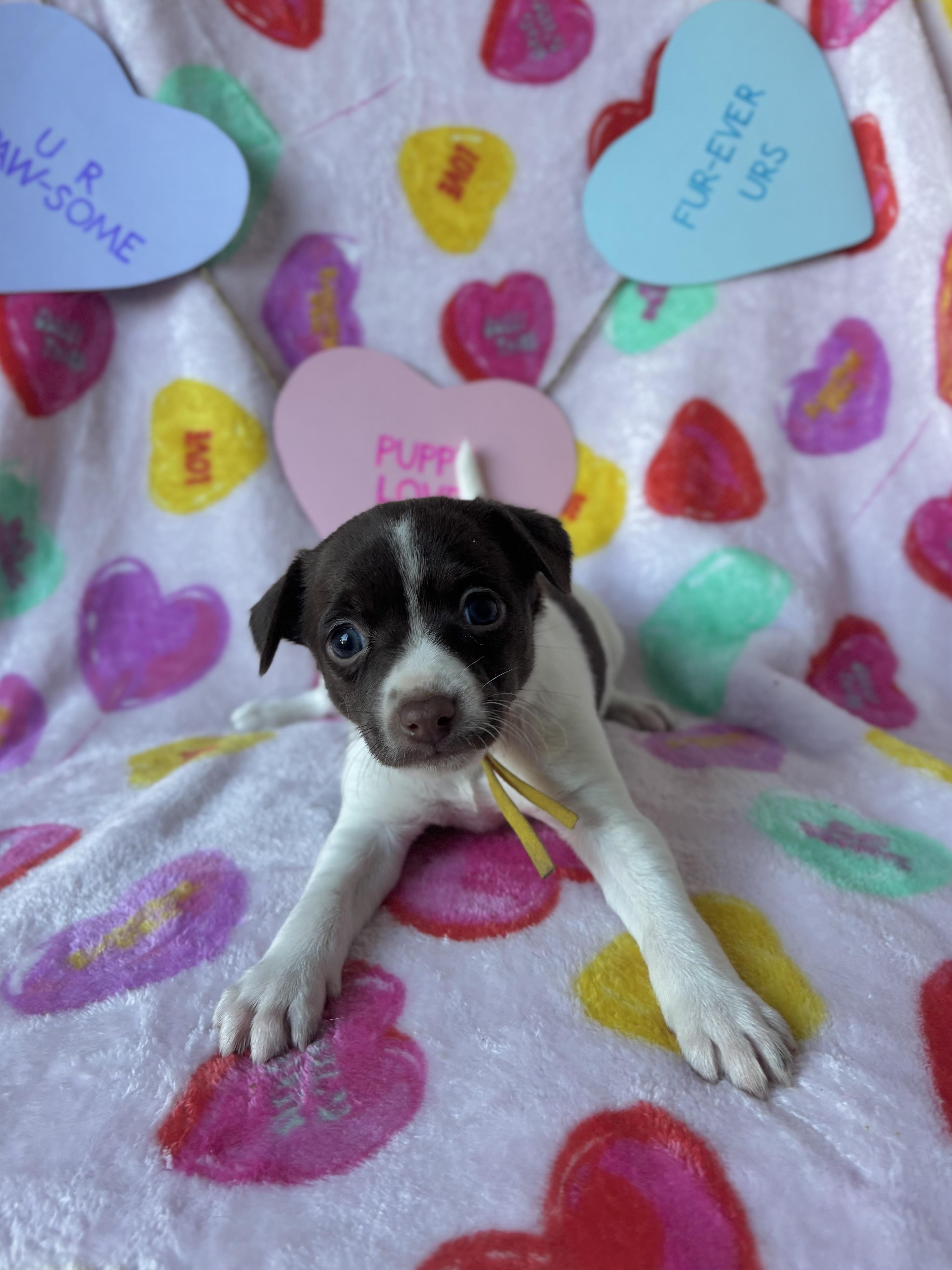 Clove  Spice Litter thumbnail 2