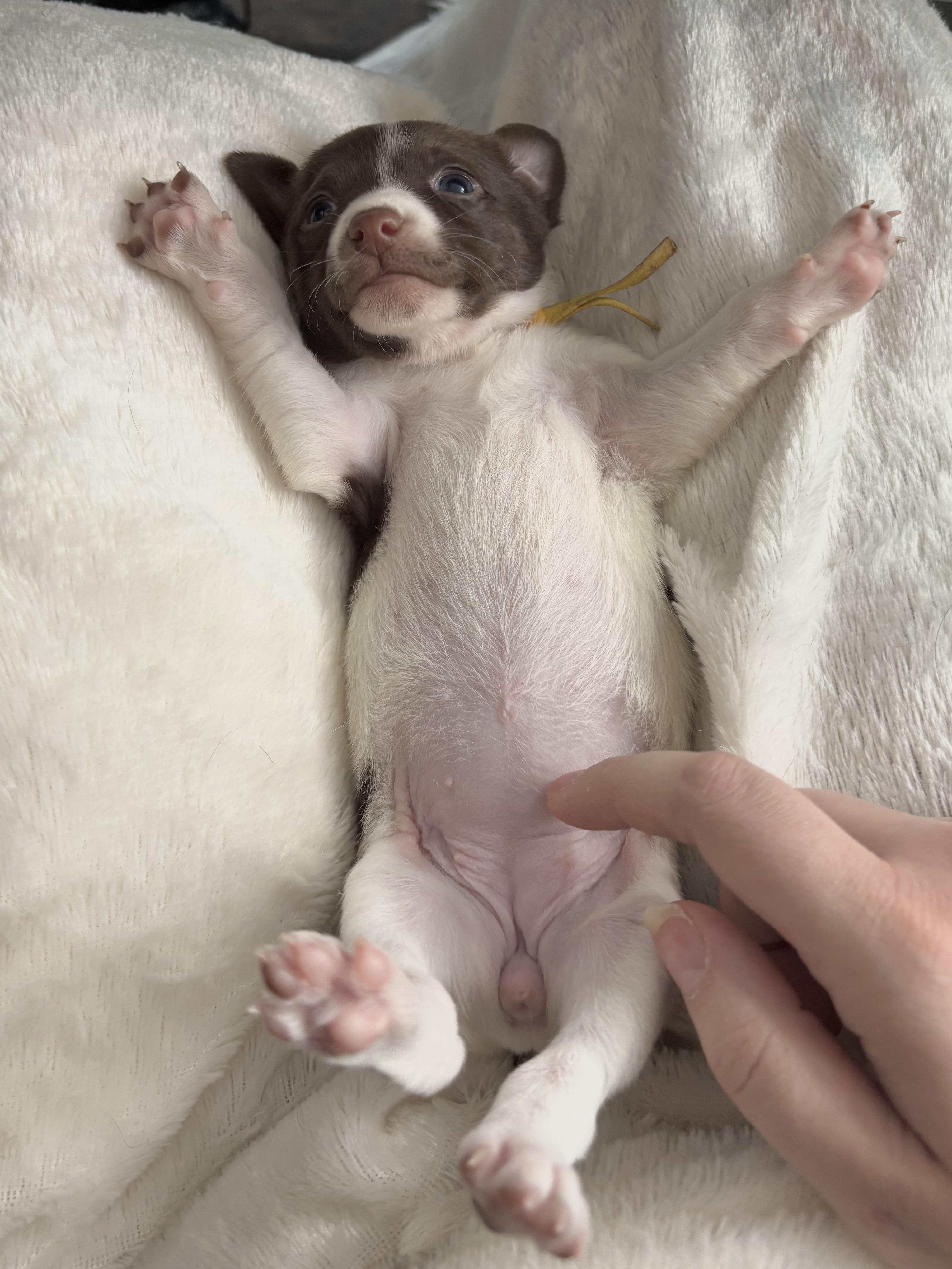 Clove  Spice Litter thumbnail 3