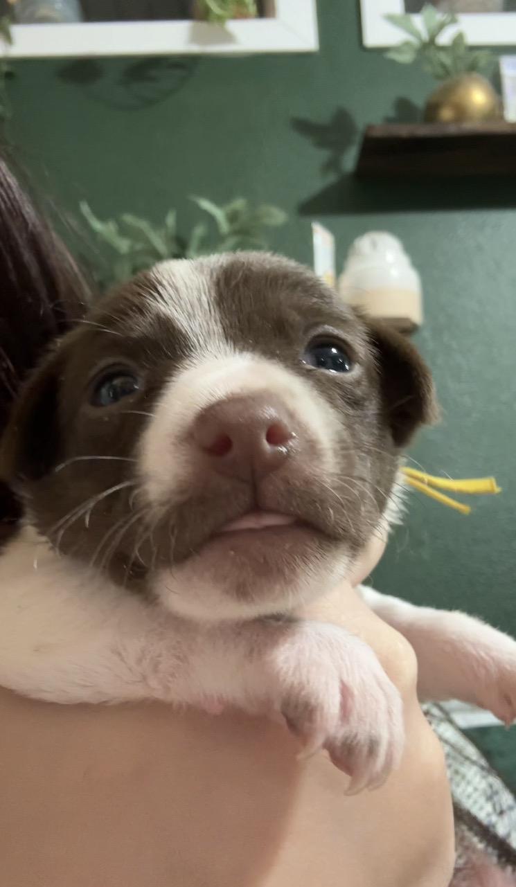 Clove  Spice Litter thumbnail 5