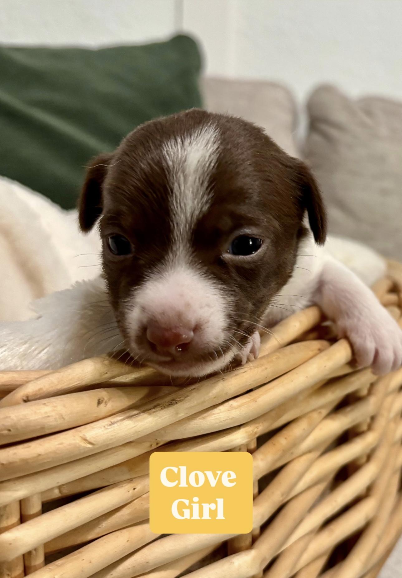 Clove  Spice Litter thumbnail 6
