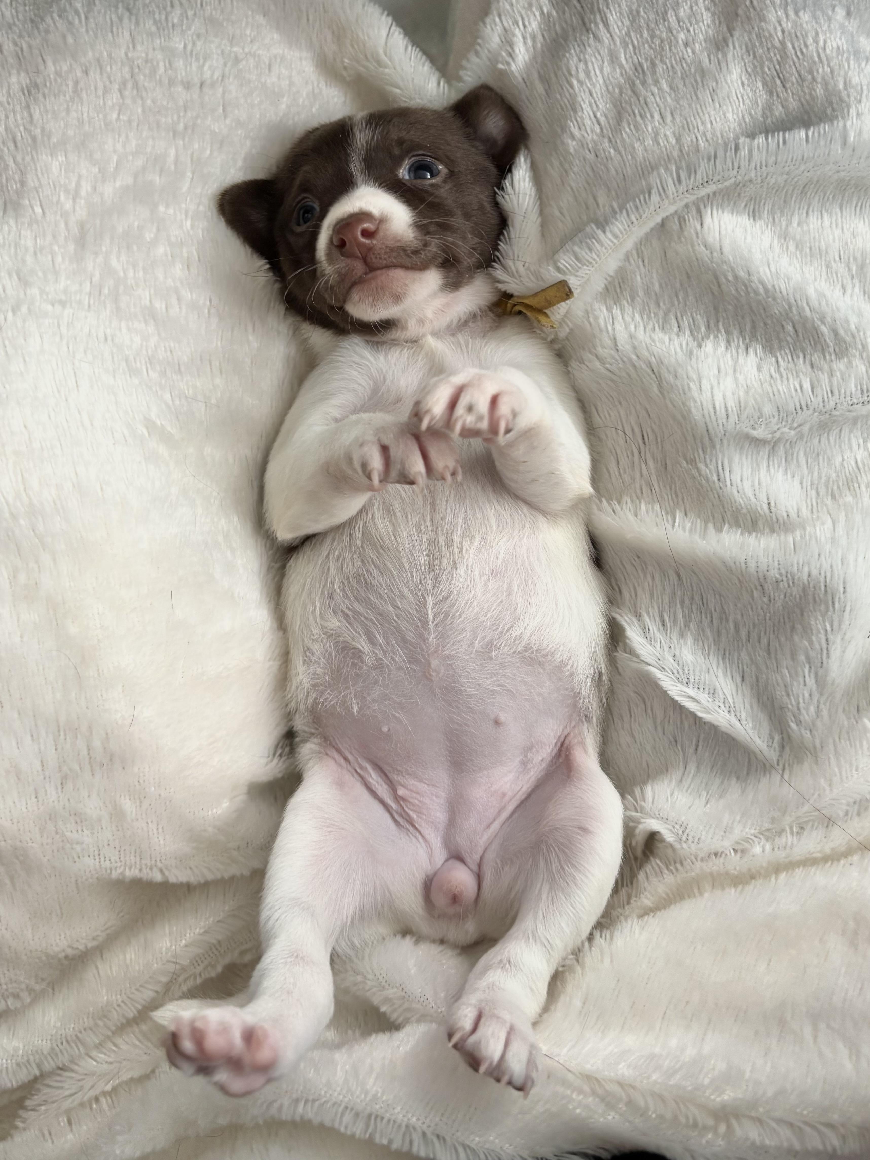 Clove  Spice Litter thumbnail 7