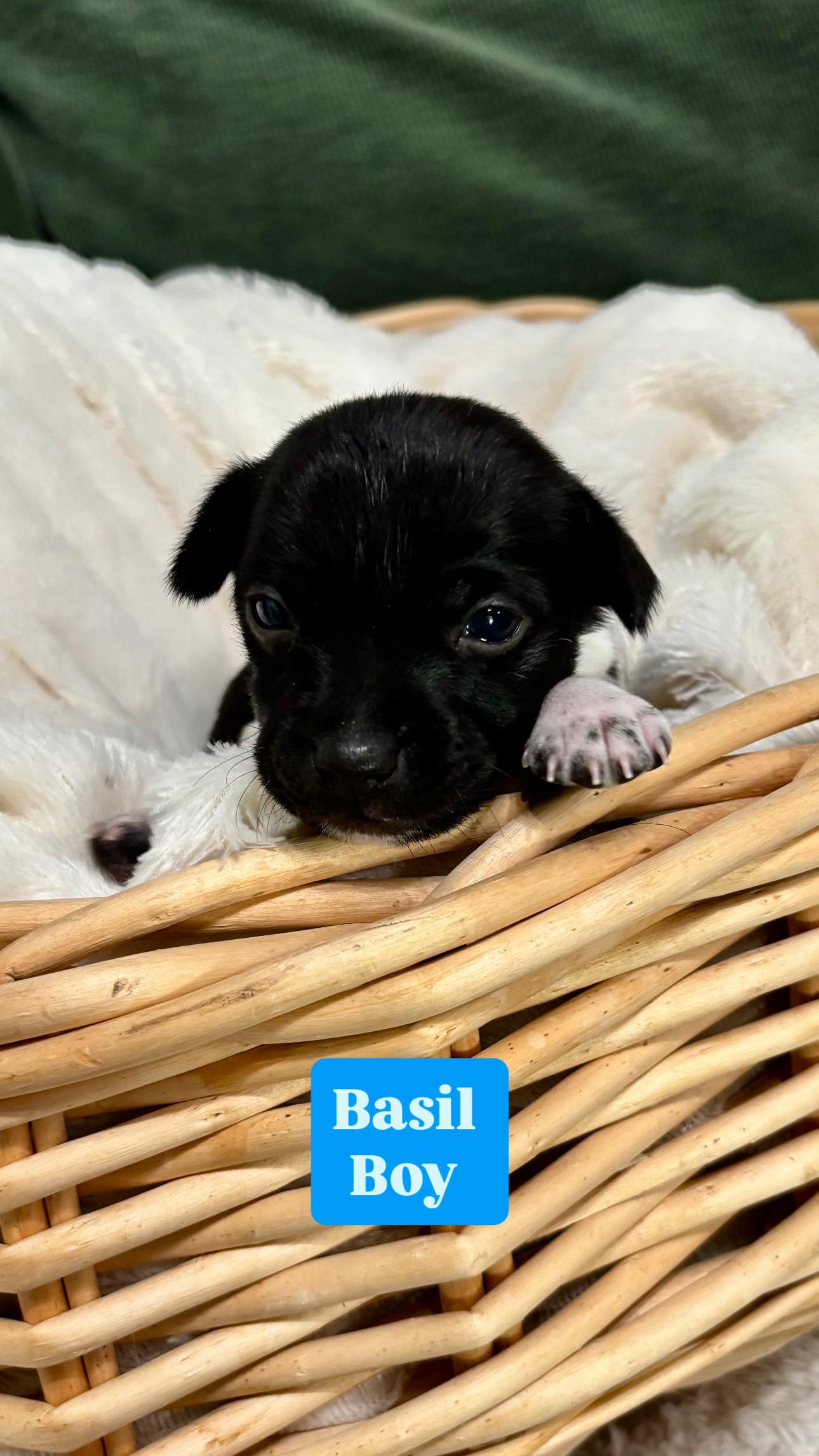 Basil  Spice Litter thumbnail 2