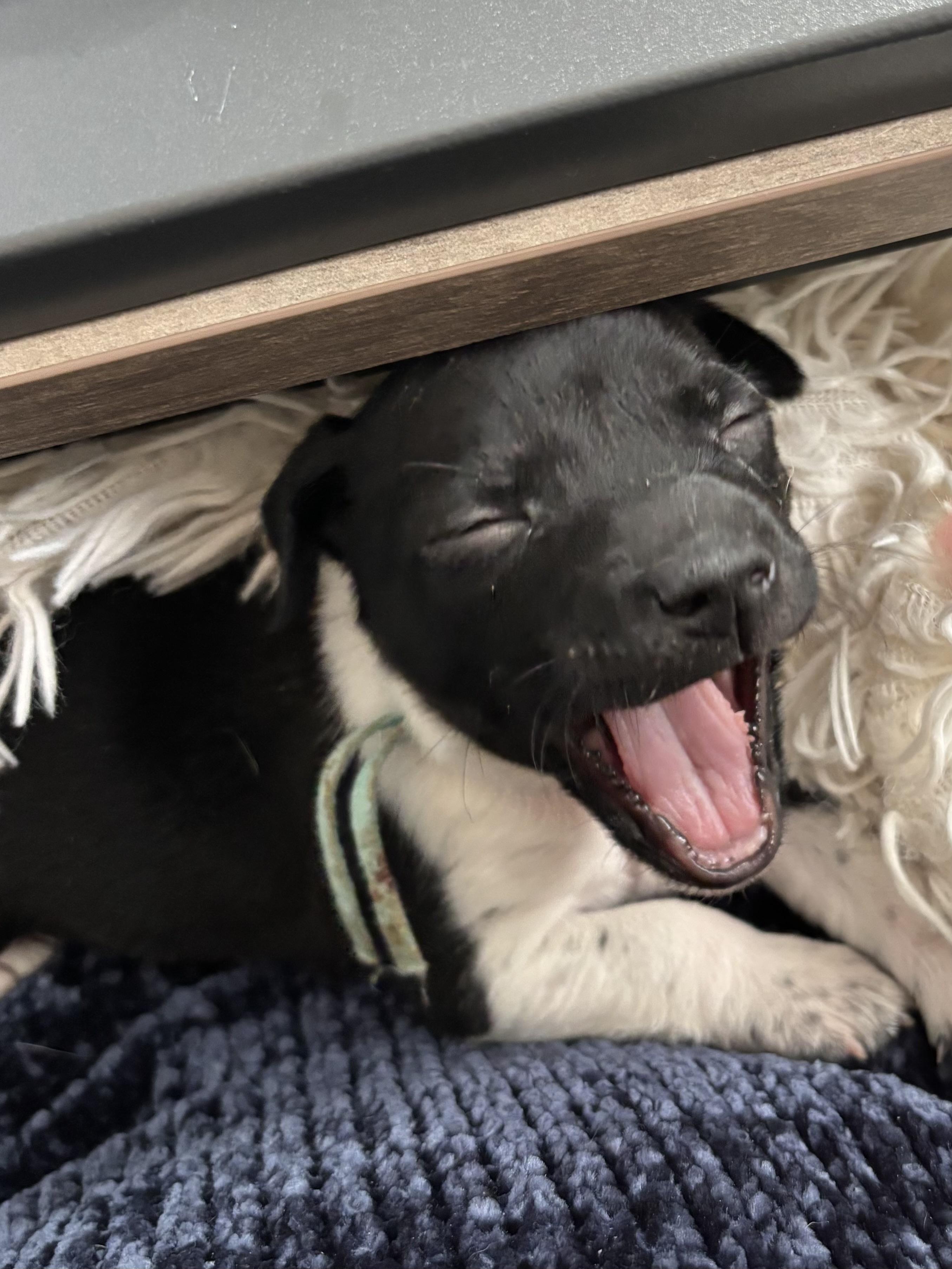 Basil  Spice Litter thumbnail 3