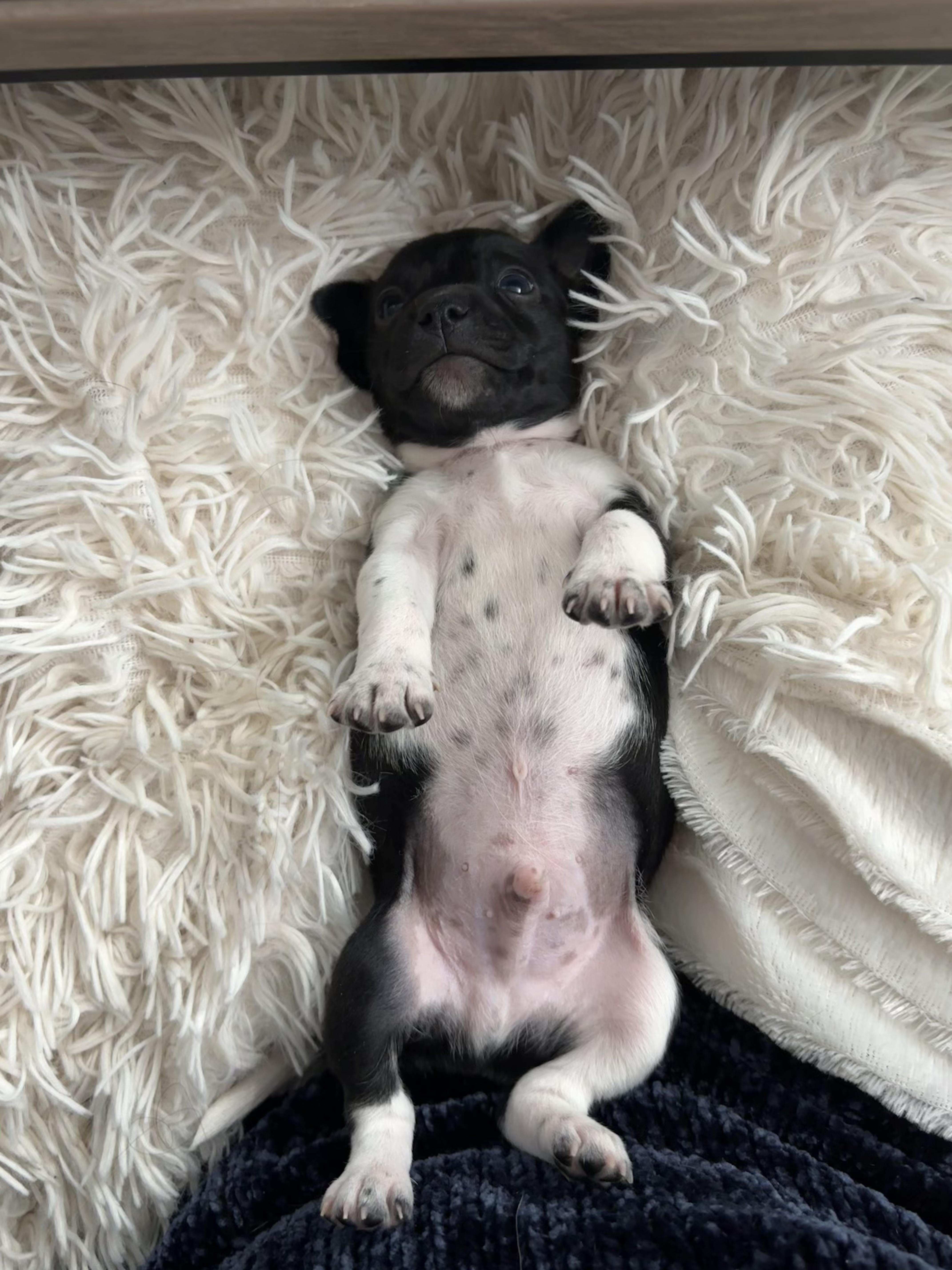 Basil  Spice Litter thumbnail 4