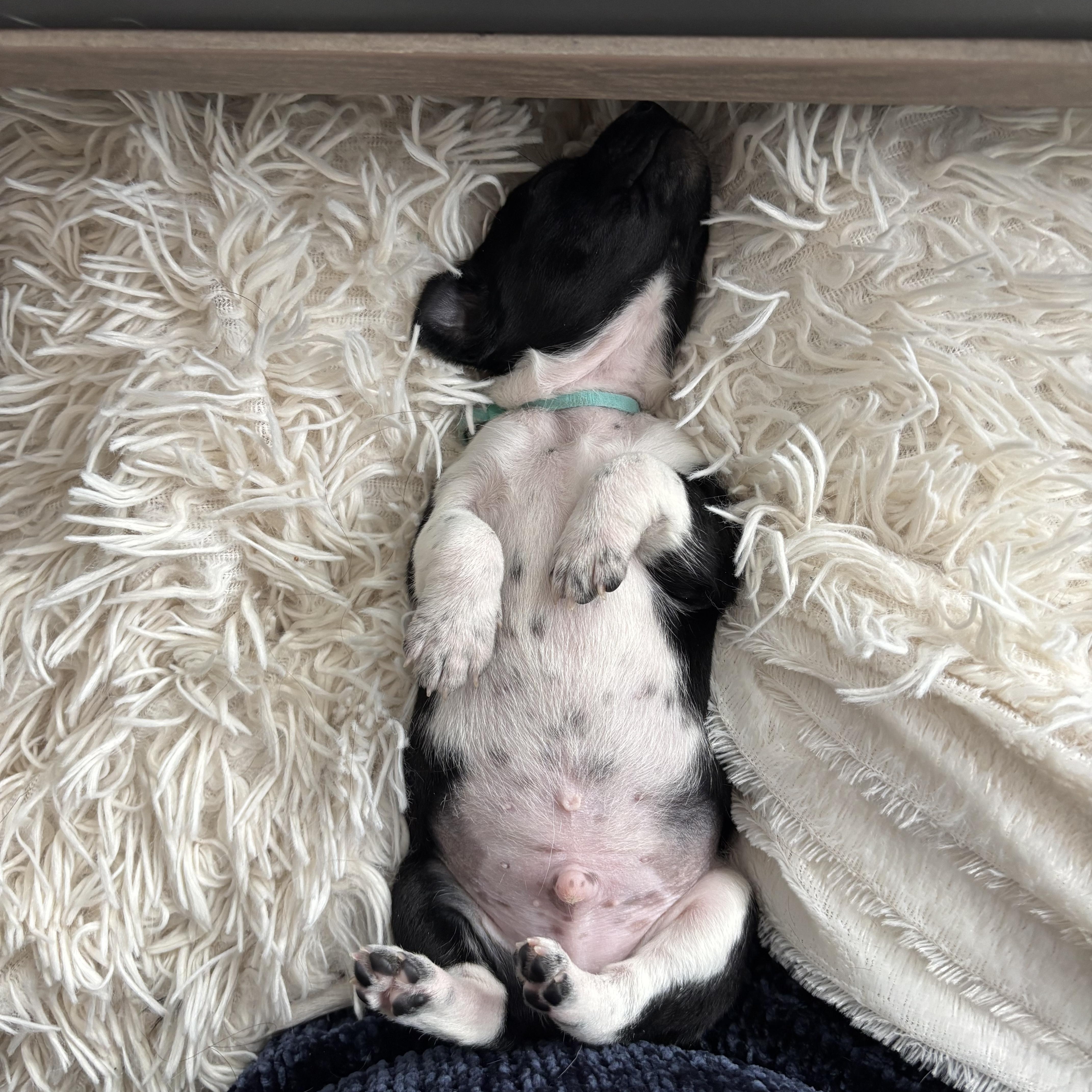 Basil  Spice Litter thumbnail 6