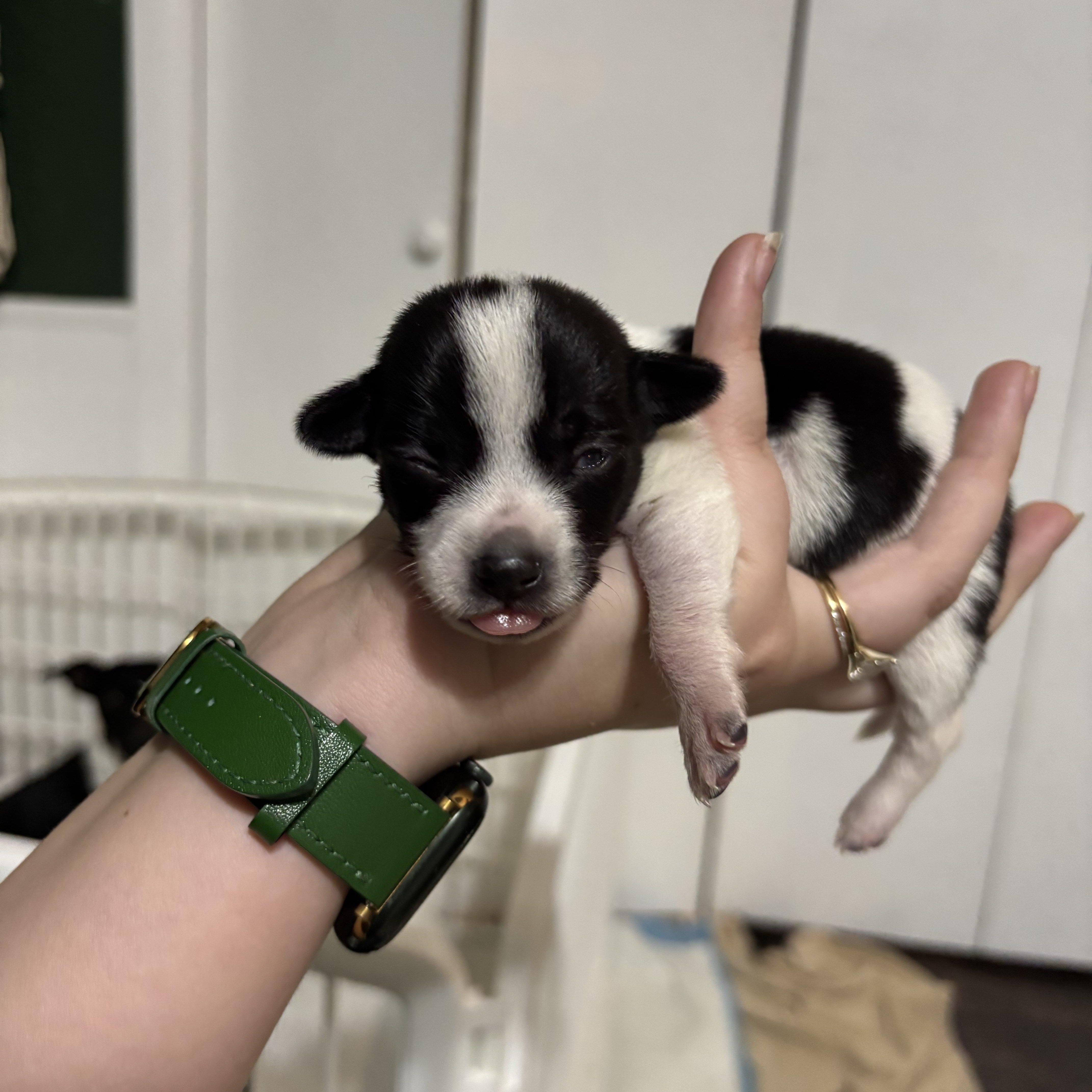 Dill  Spice Litter thumbnail 2