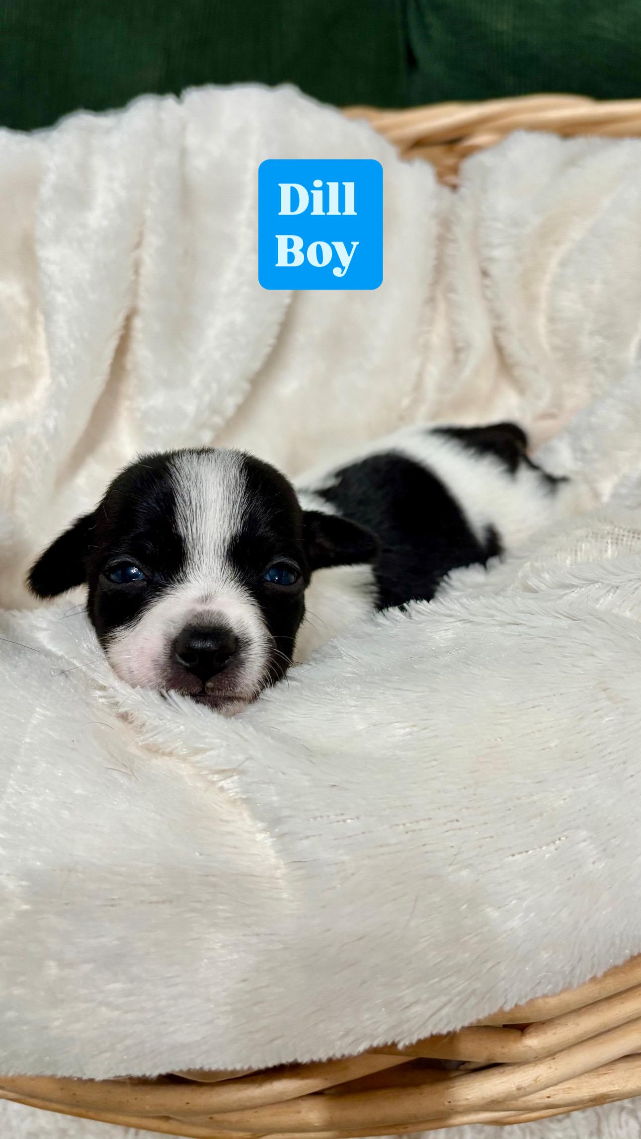 Dill  Spice Litter thumbnail 3