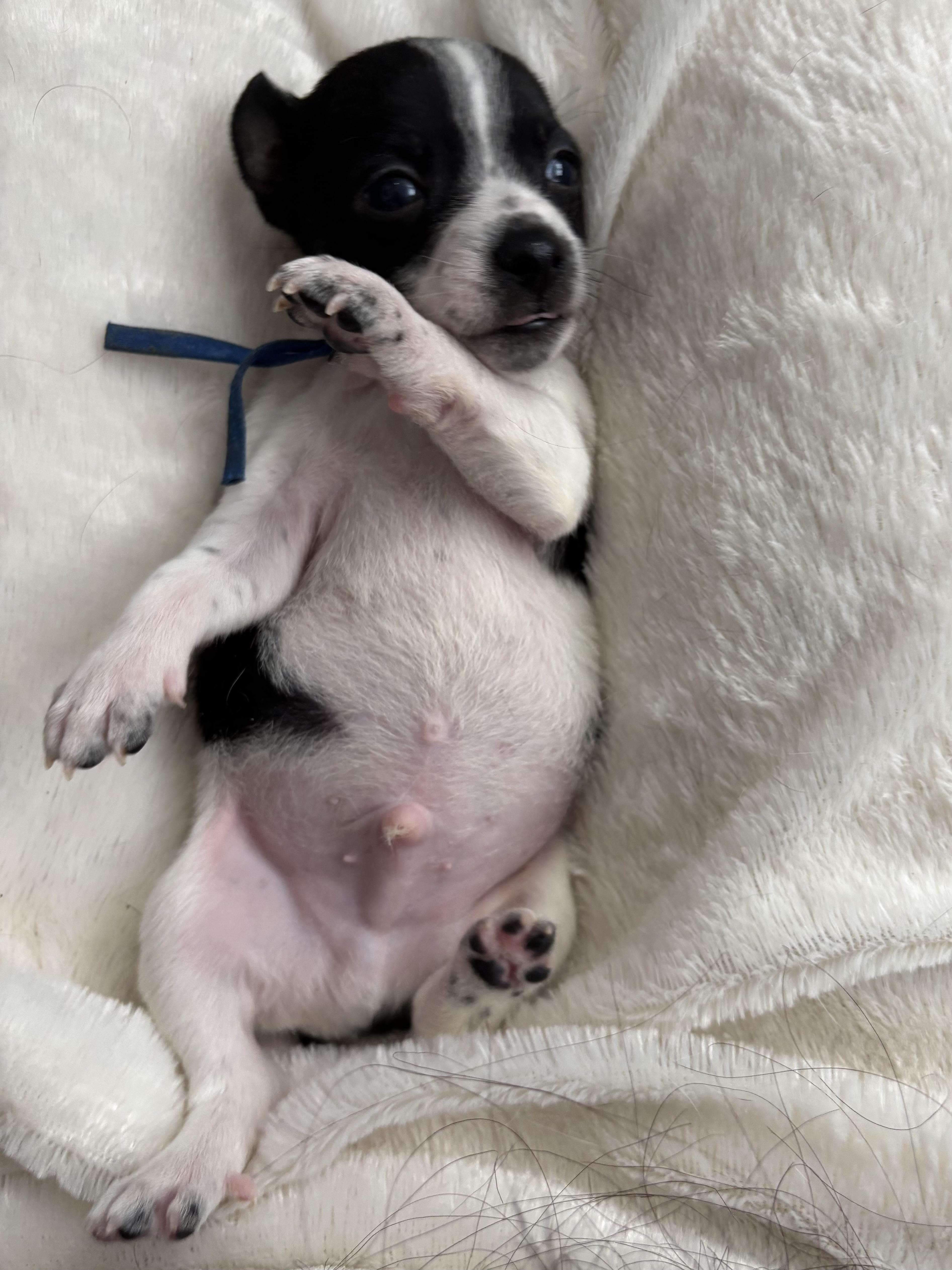 Dill  Spice Litter thumbnail 4