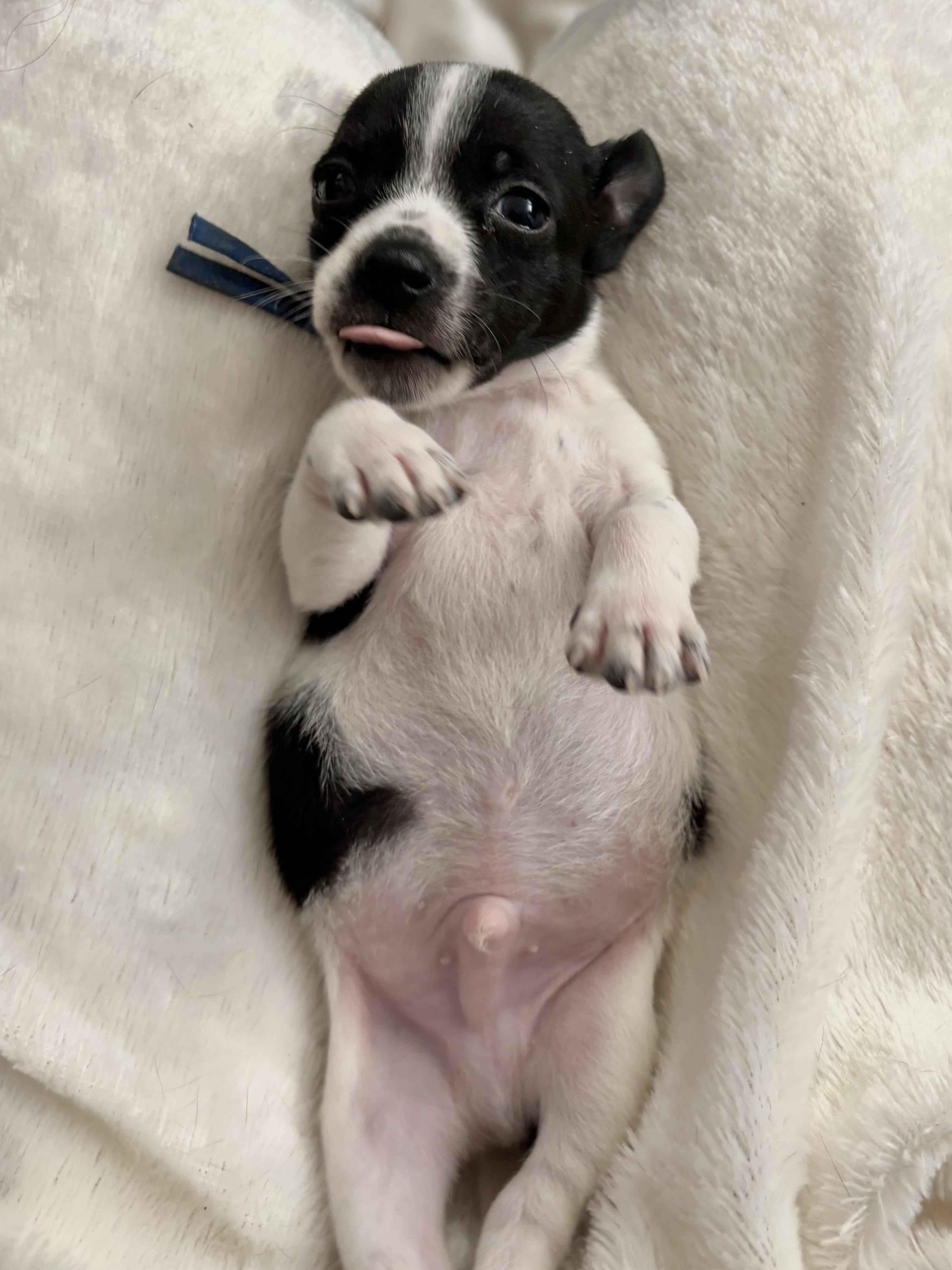 Dill  Spice Litter thumbnail 5