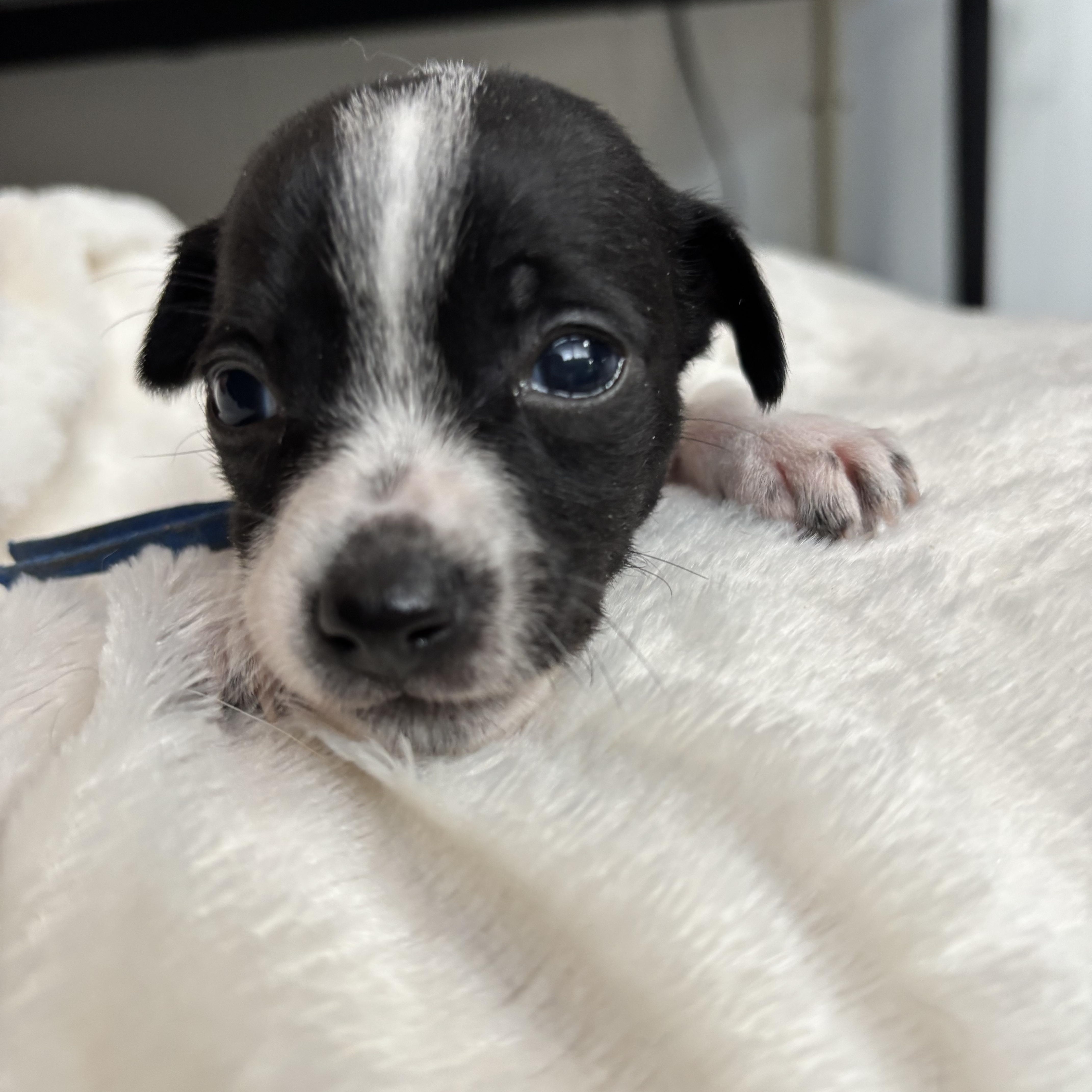 Dill  Spice Litter thumbnail 6