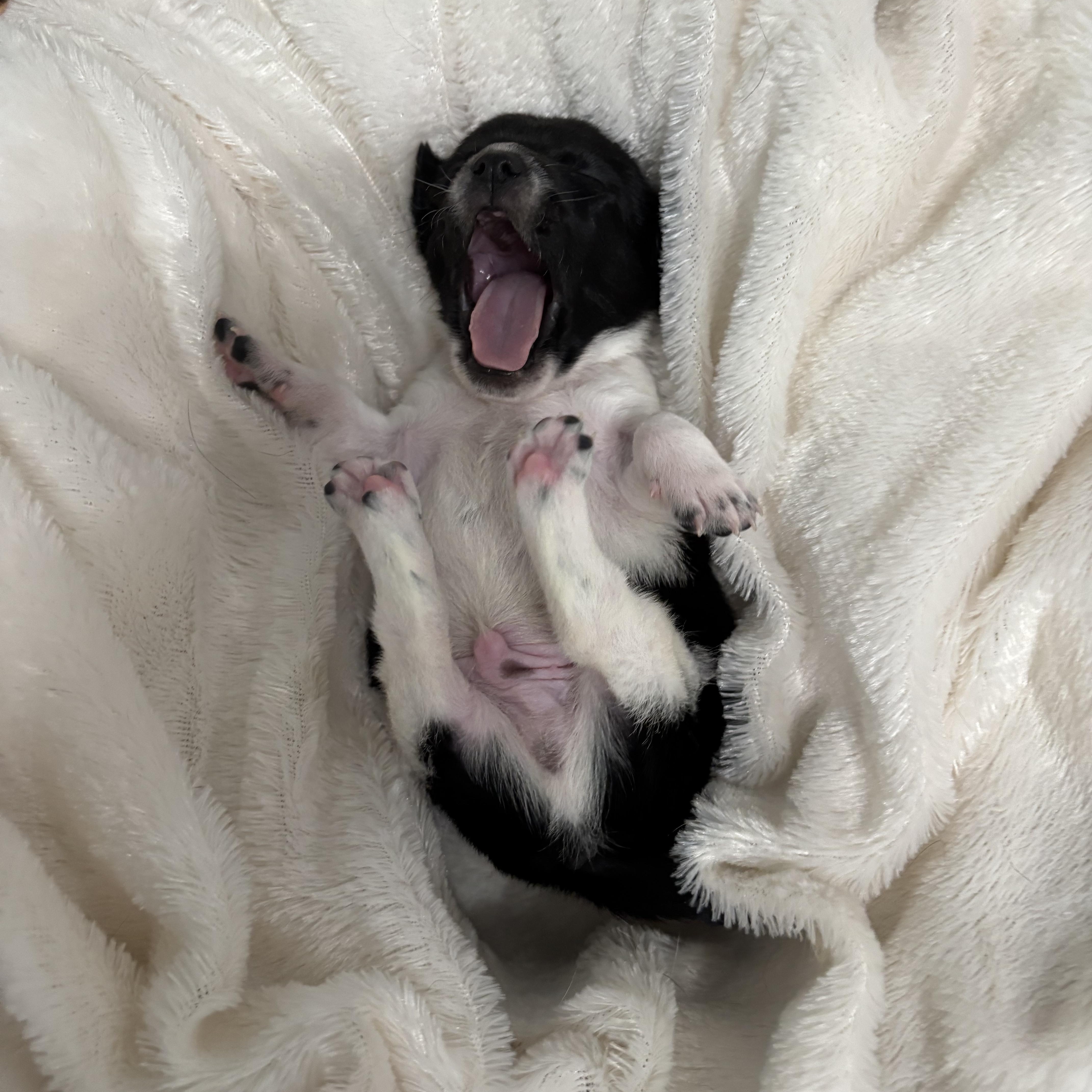 Wasabi  Spice Litter thumbnail 2