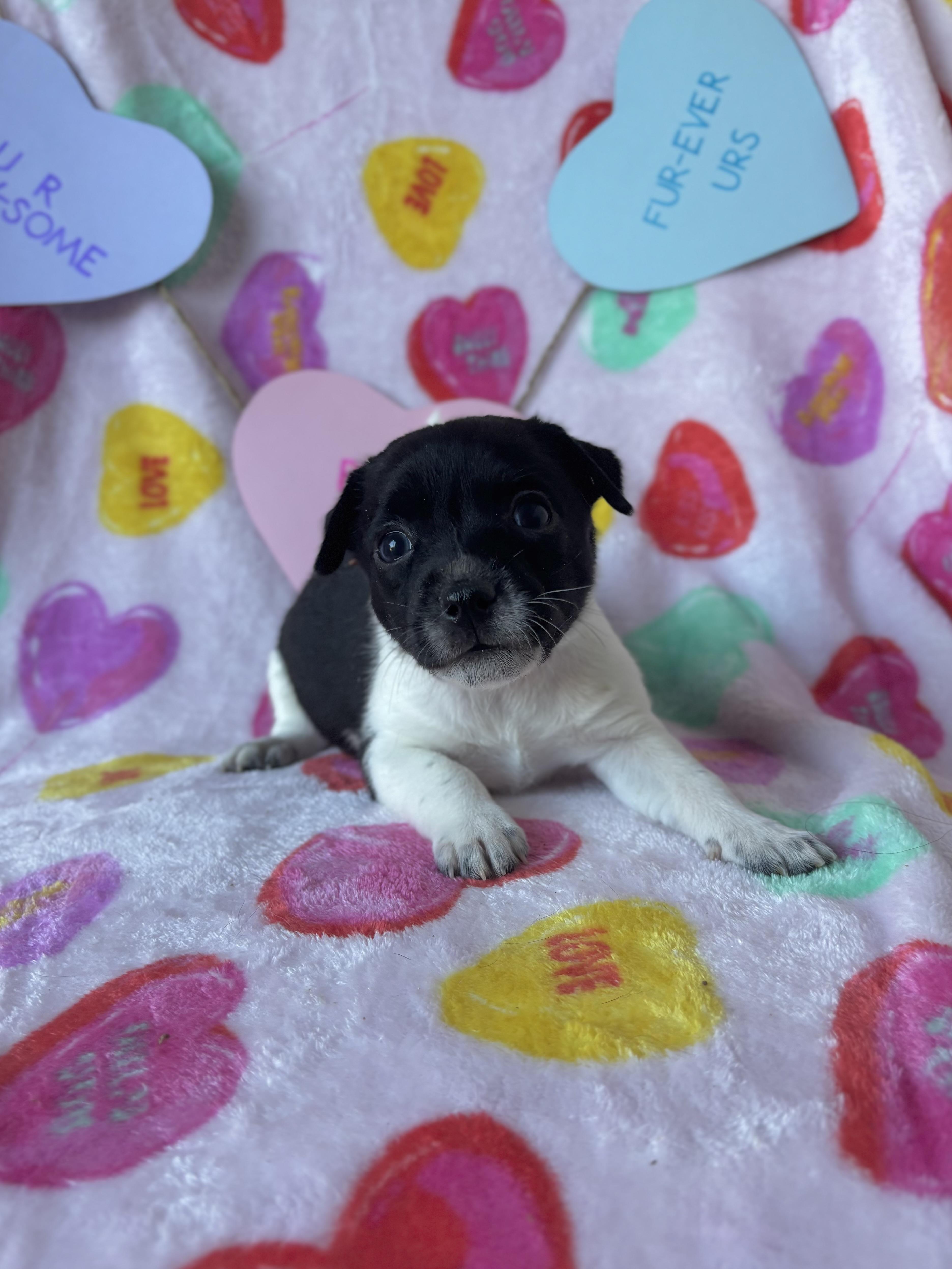 Wasabi  Spice Litter