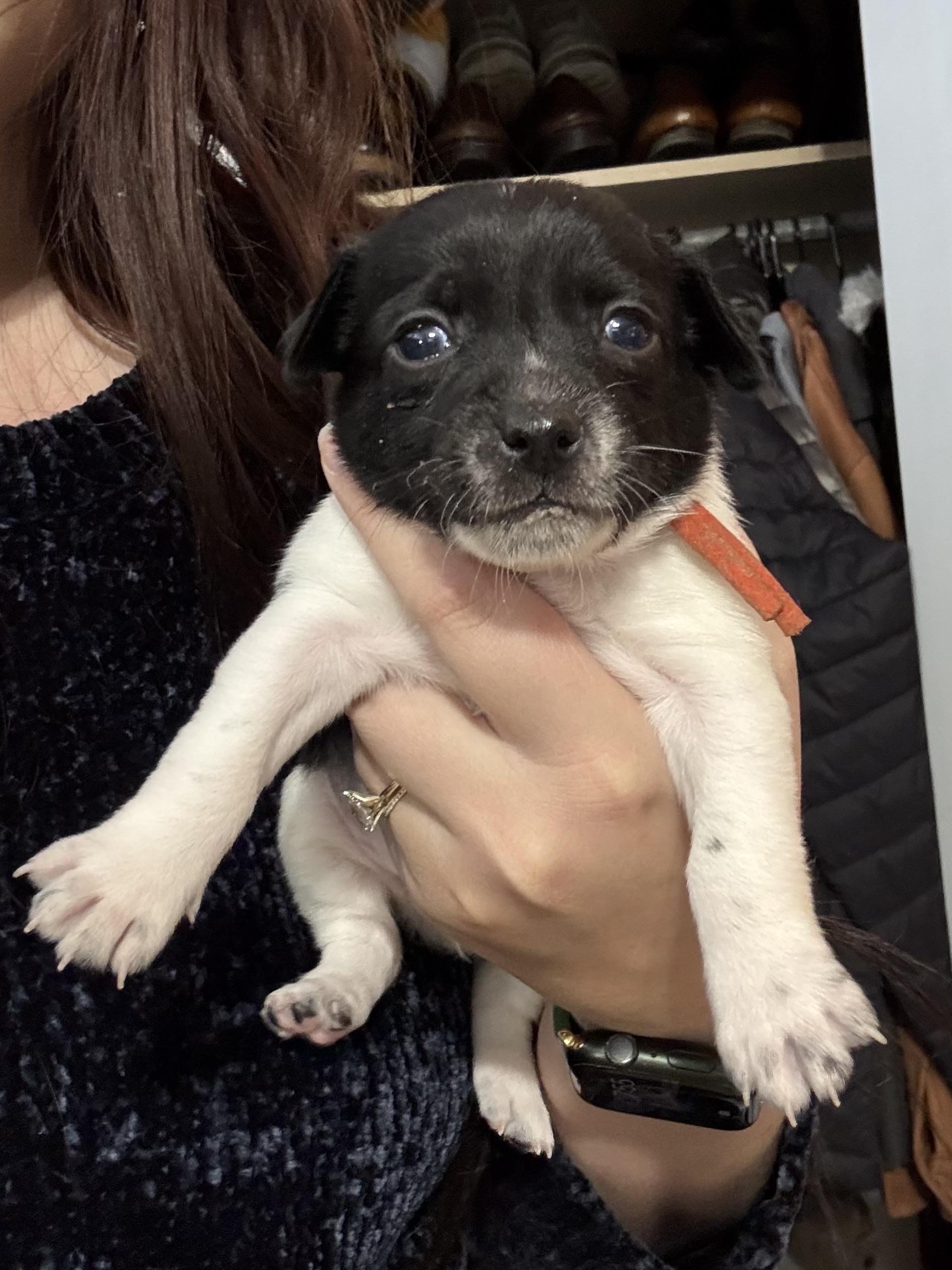 Wasabi  Spice Litter thumbnail 4