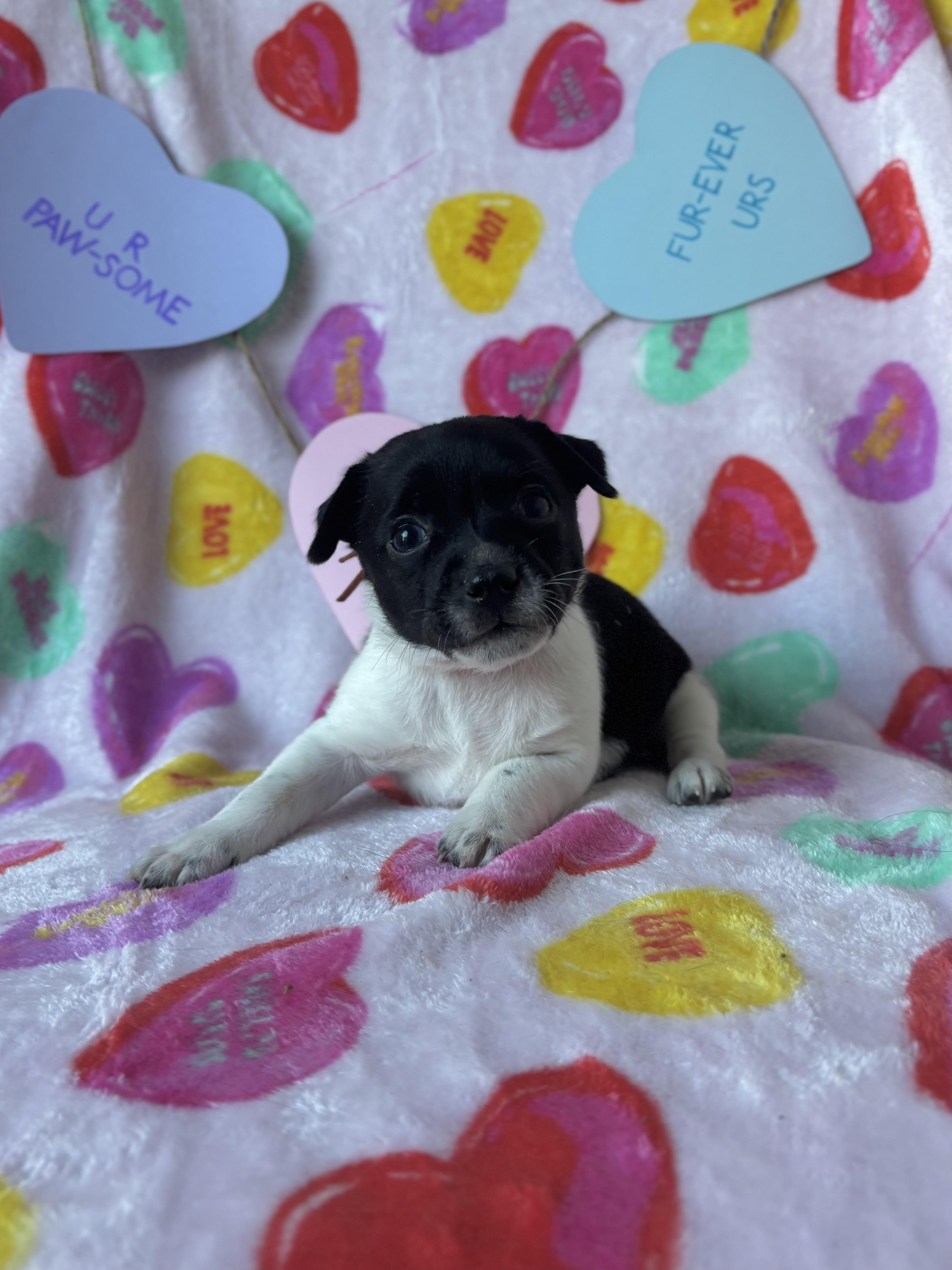 Wasabi  Spice Litter thumbnail 5