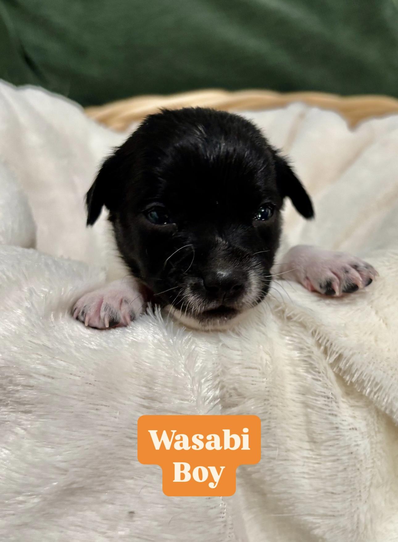 Wasabi  Spice Litter thumbnail 6