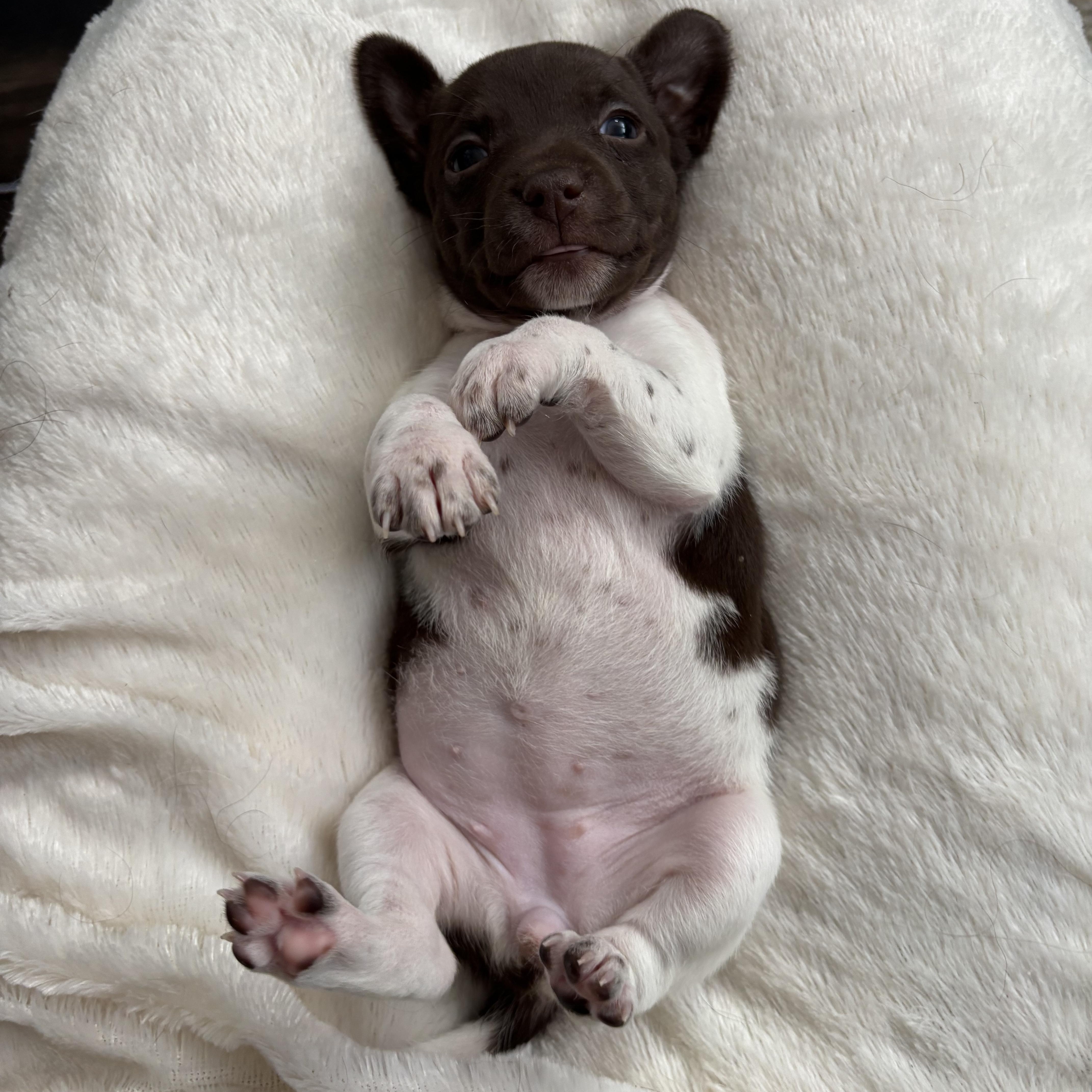 Nutmeg  Spice Litter thumbnail 5