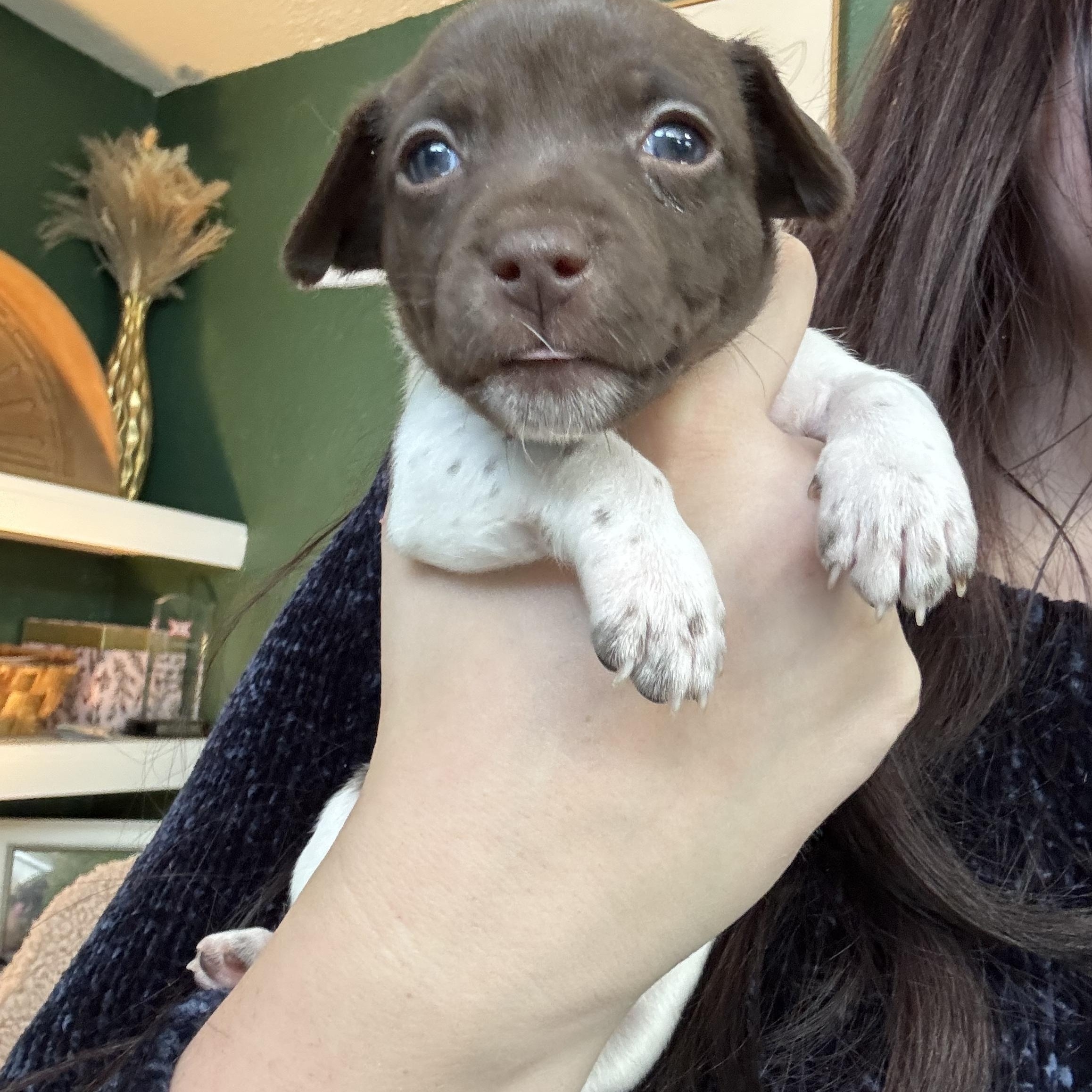 Nutmeg  Spice Litter thumbnail 6