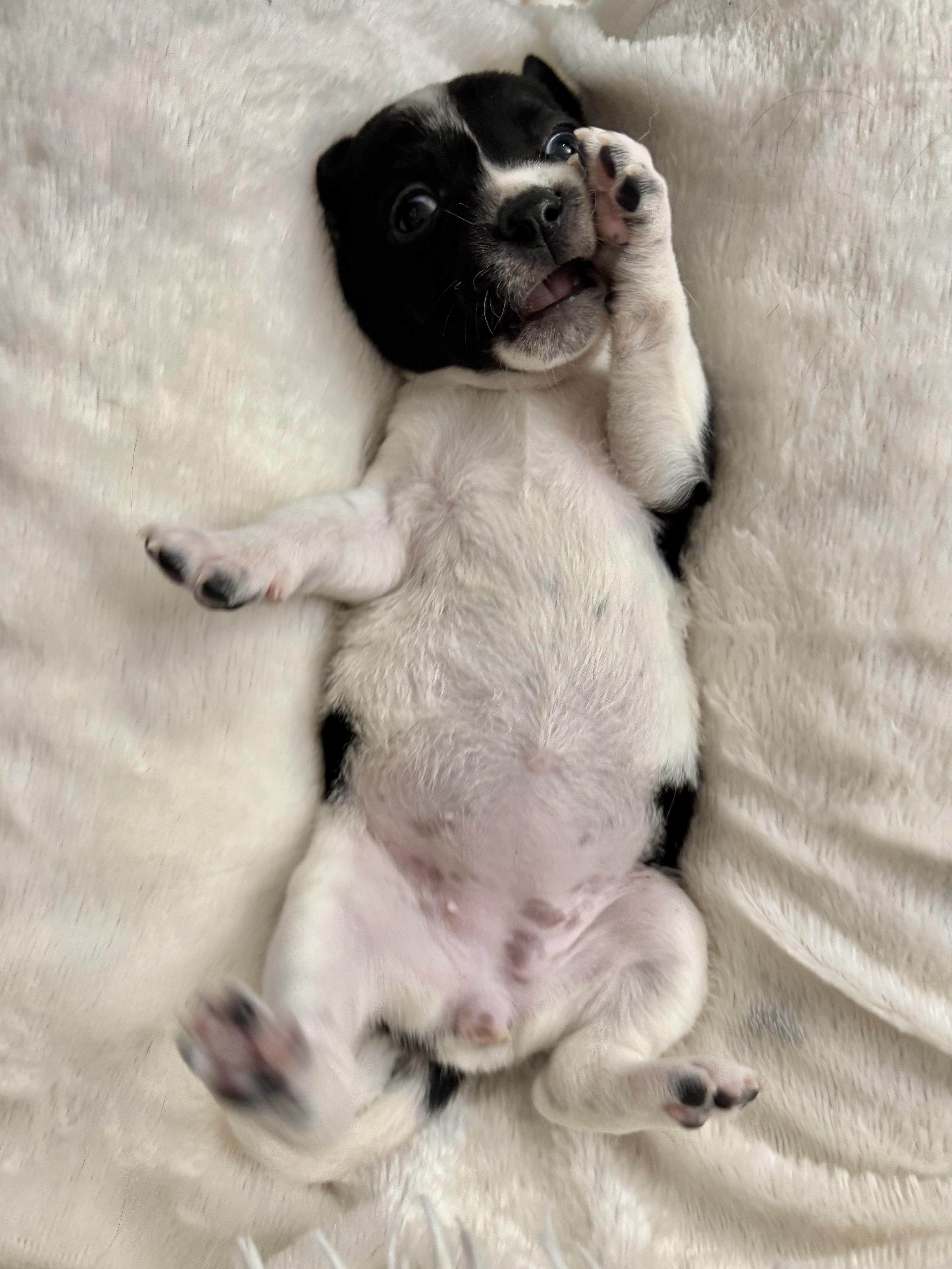 Paprika  Spice Litter thumbnail 2