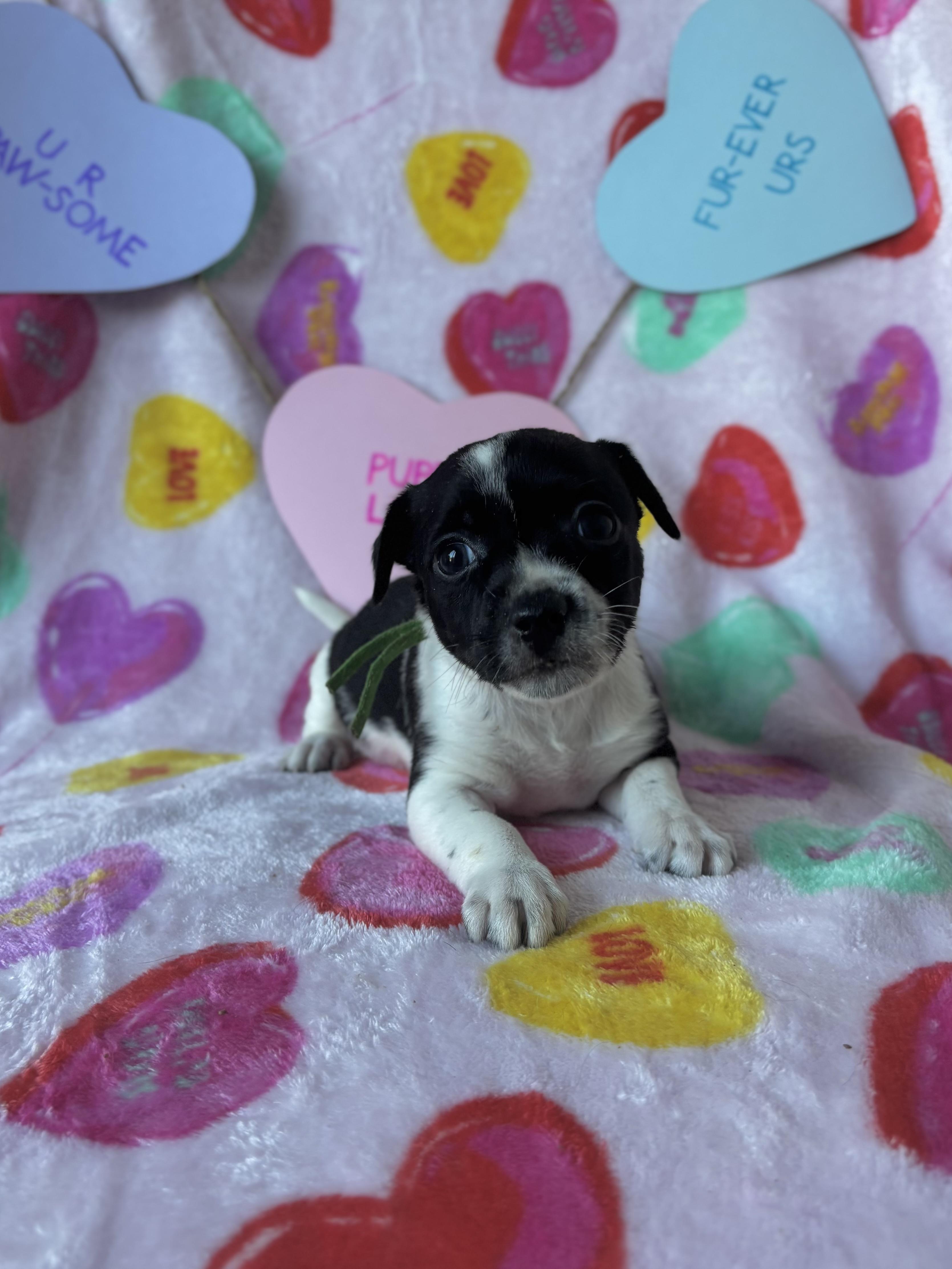 Paprika  Spice Litter