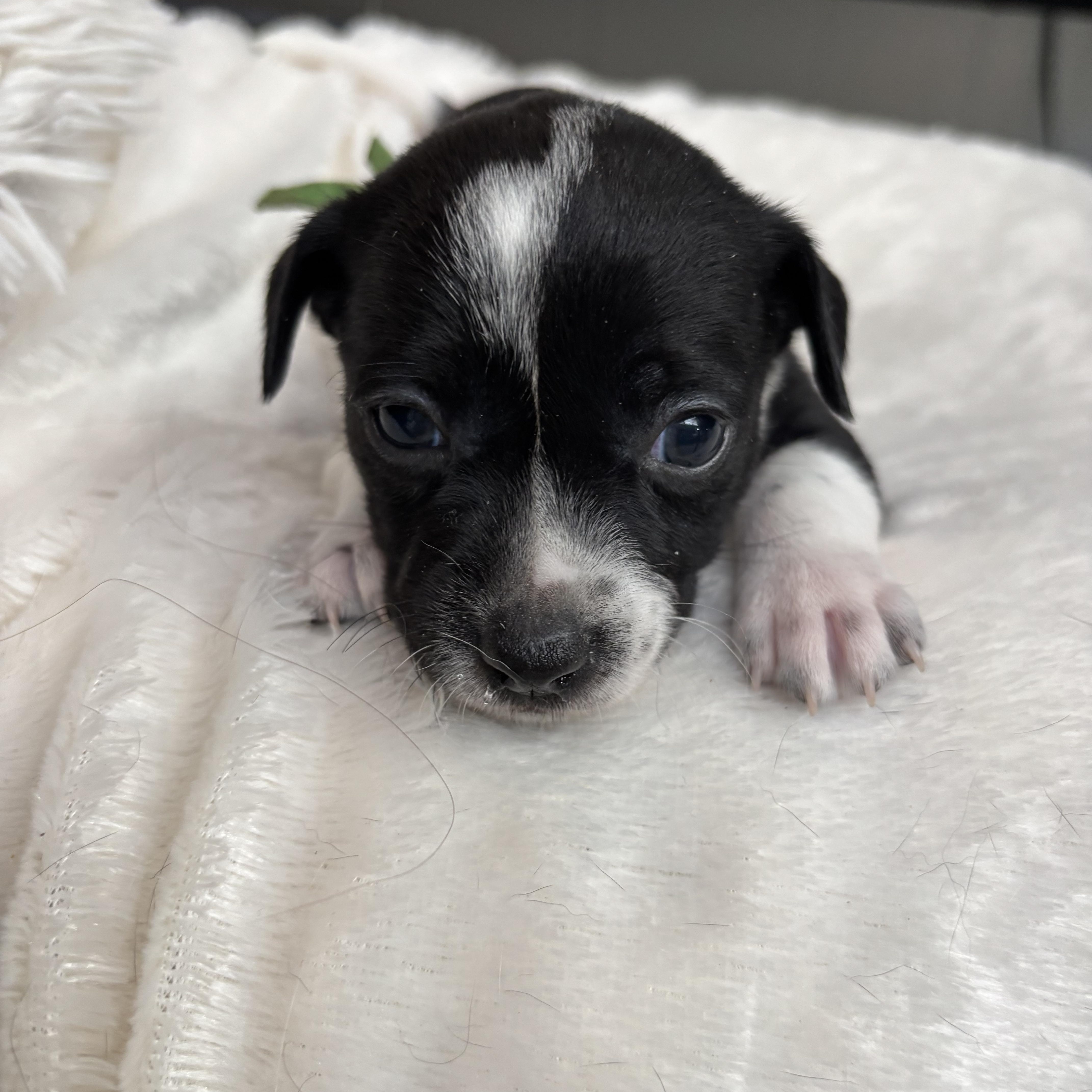 Paprika  Spice Litter thumbnail 3