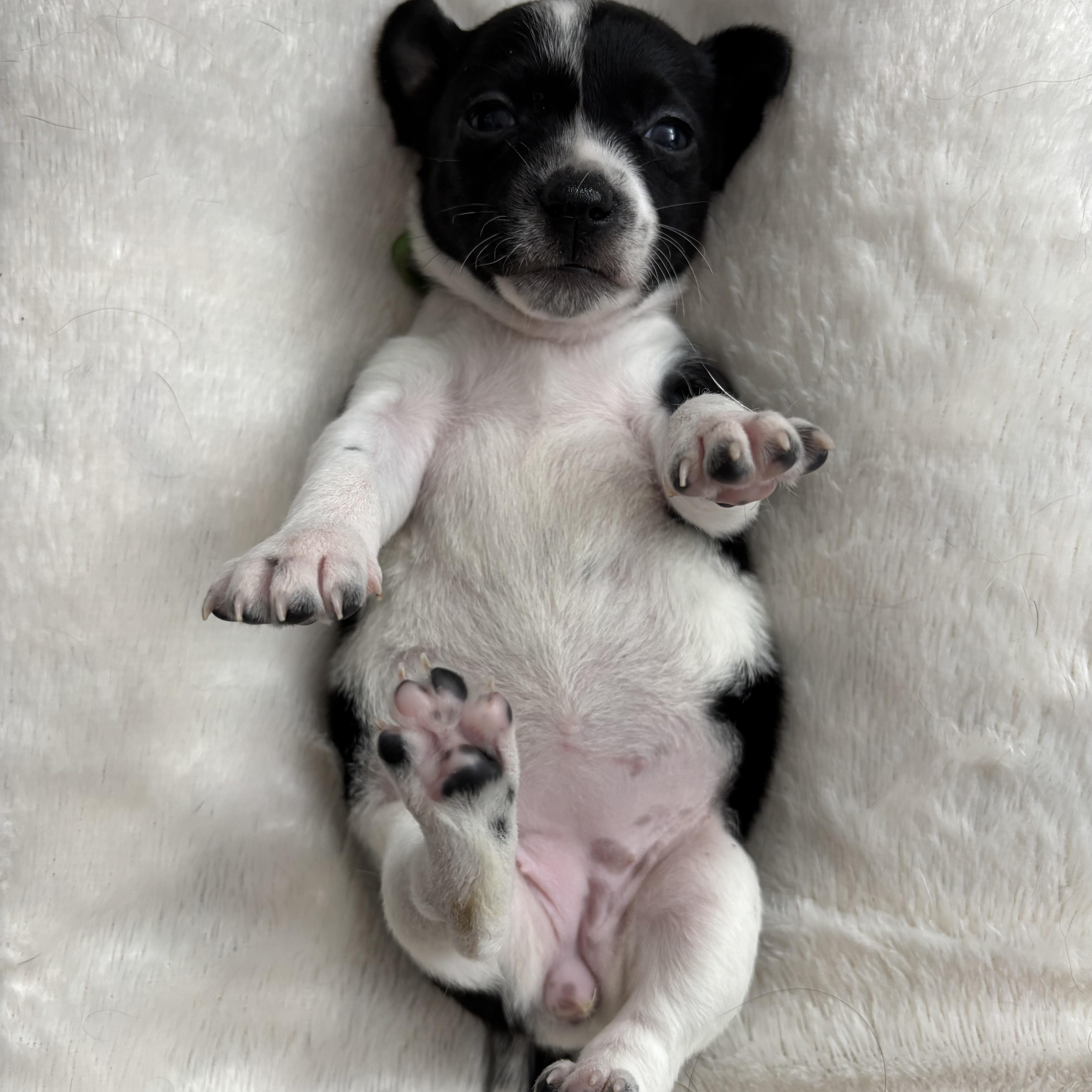 Paprika  Spice Litter thumbnail 4