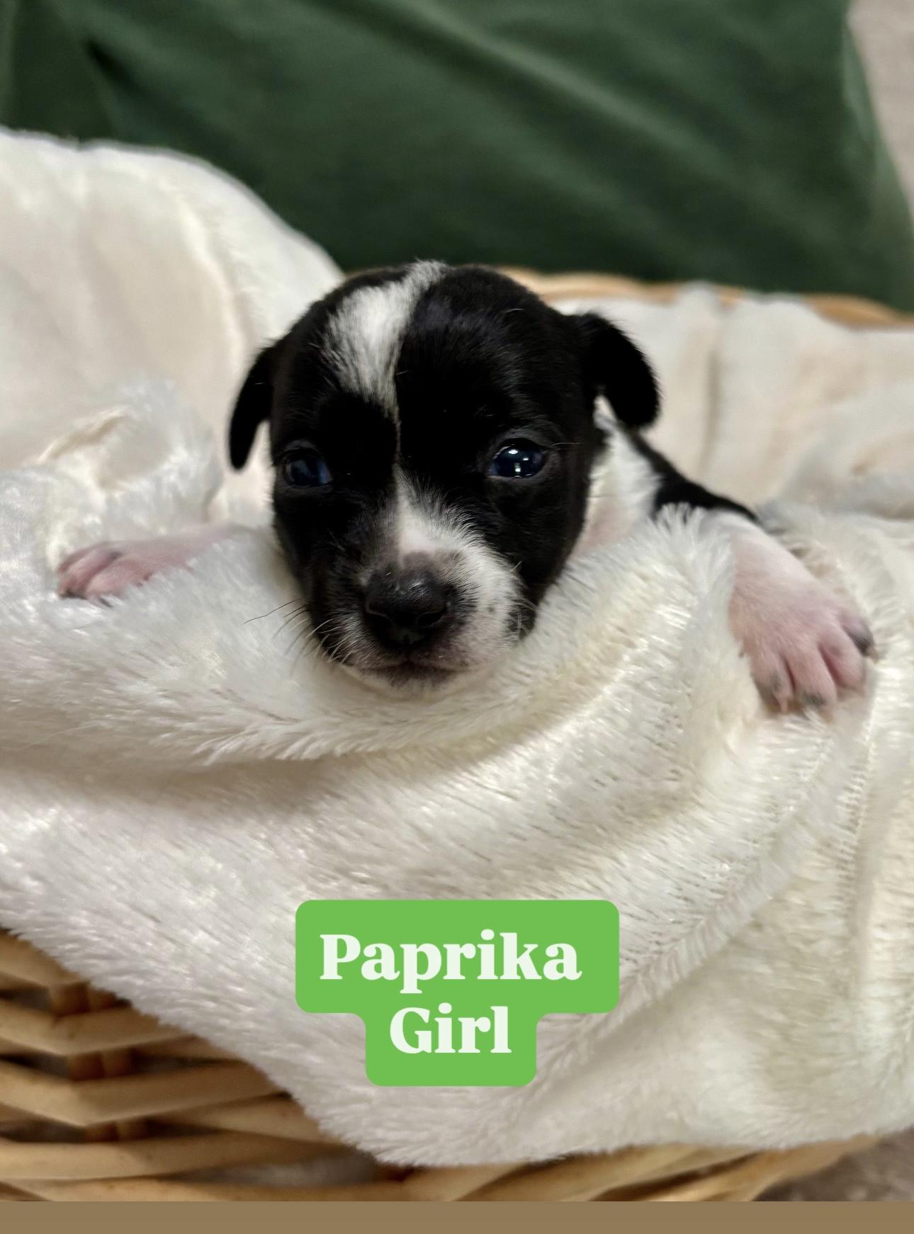 Paprika  Spice Litter thumbnail 6