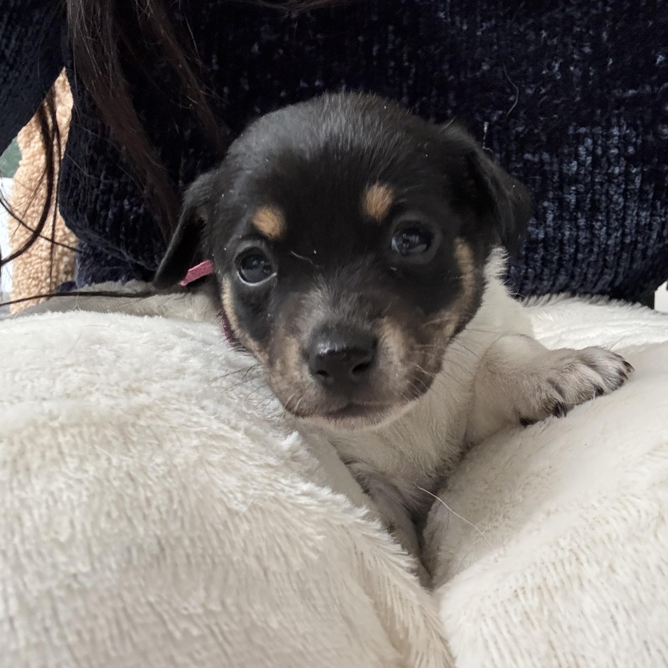 Pepper  Spice Litter thumbnail 3