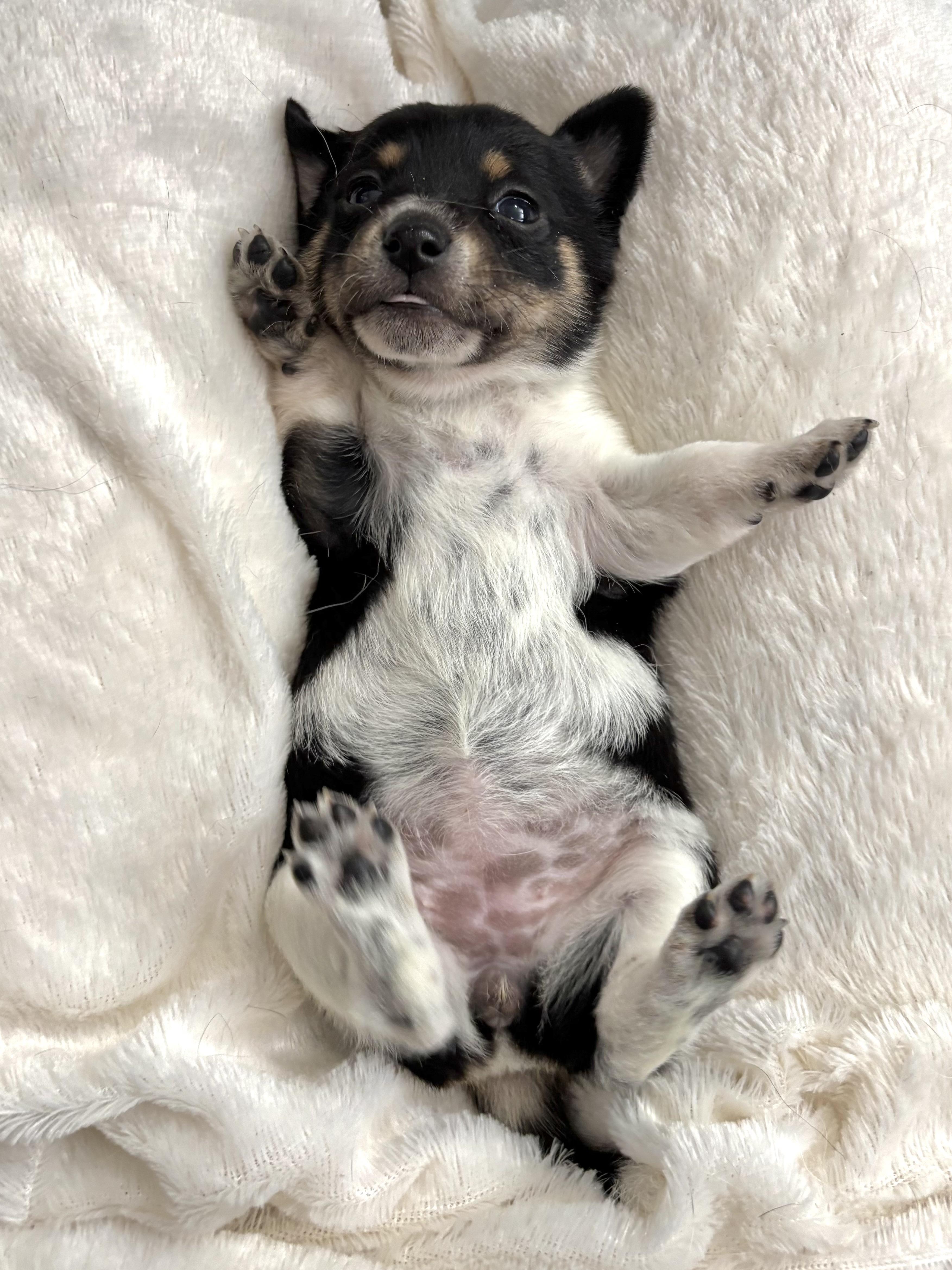 Pepper  Spice Litter thumbnail 4