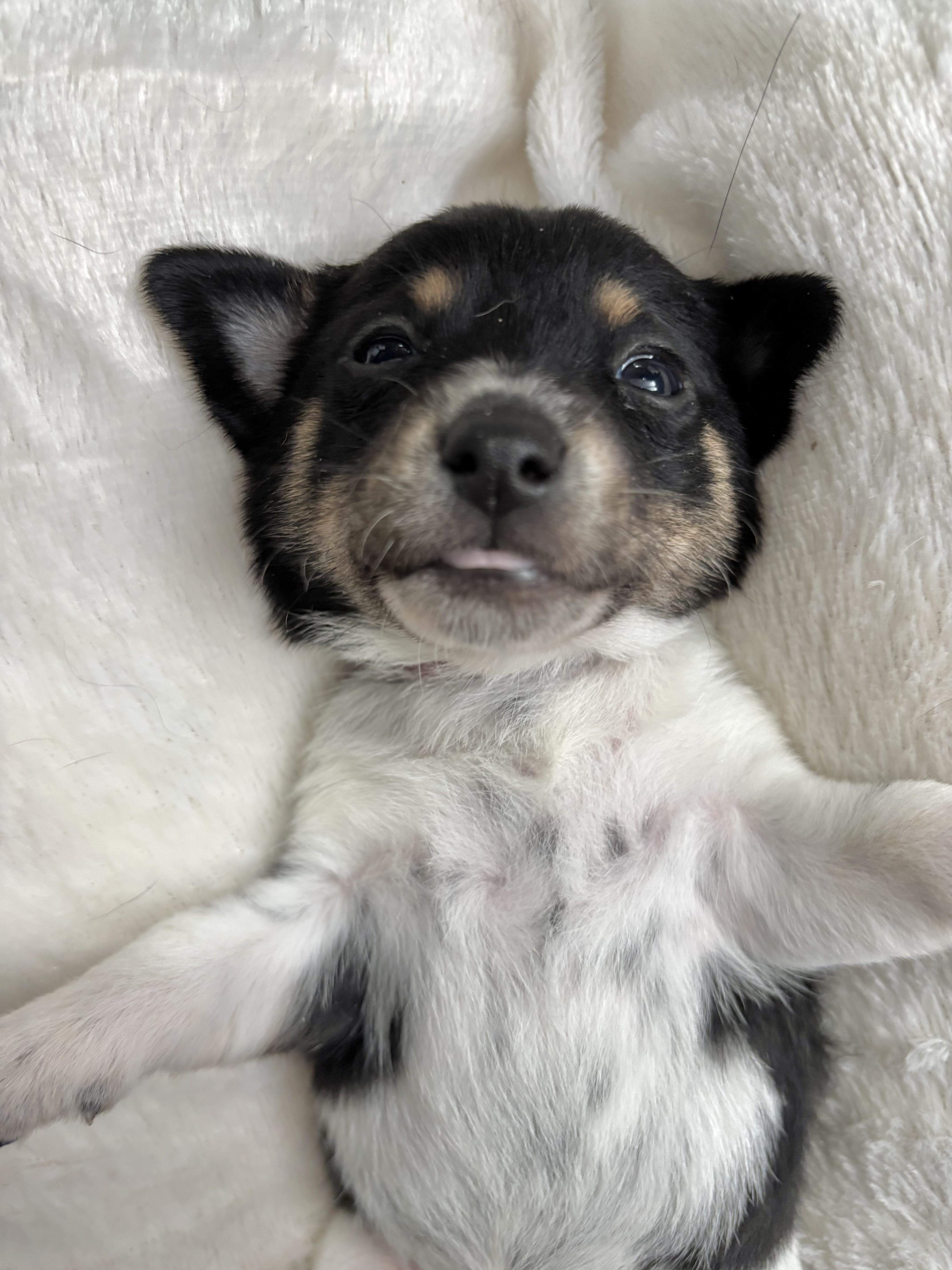 Pepper  Spice Litter thumbnail 5