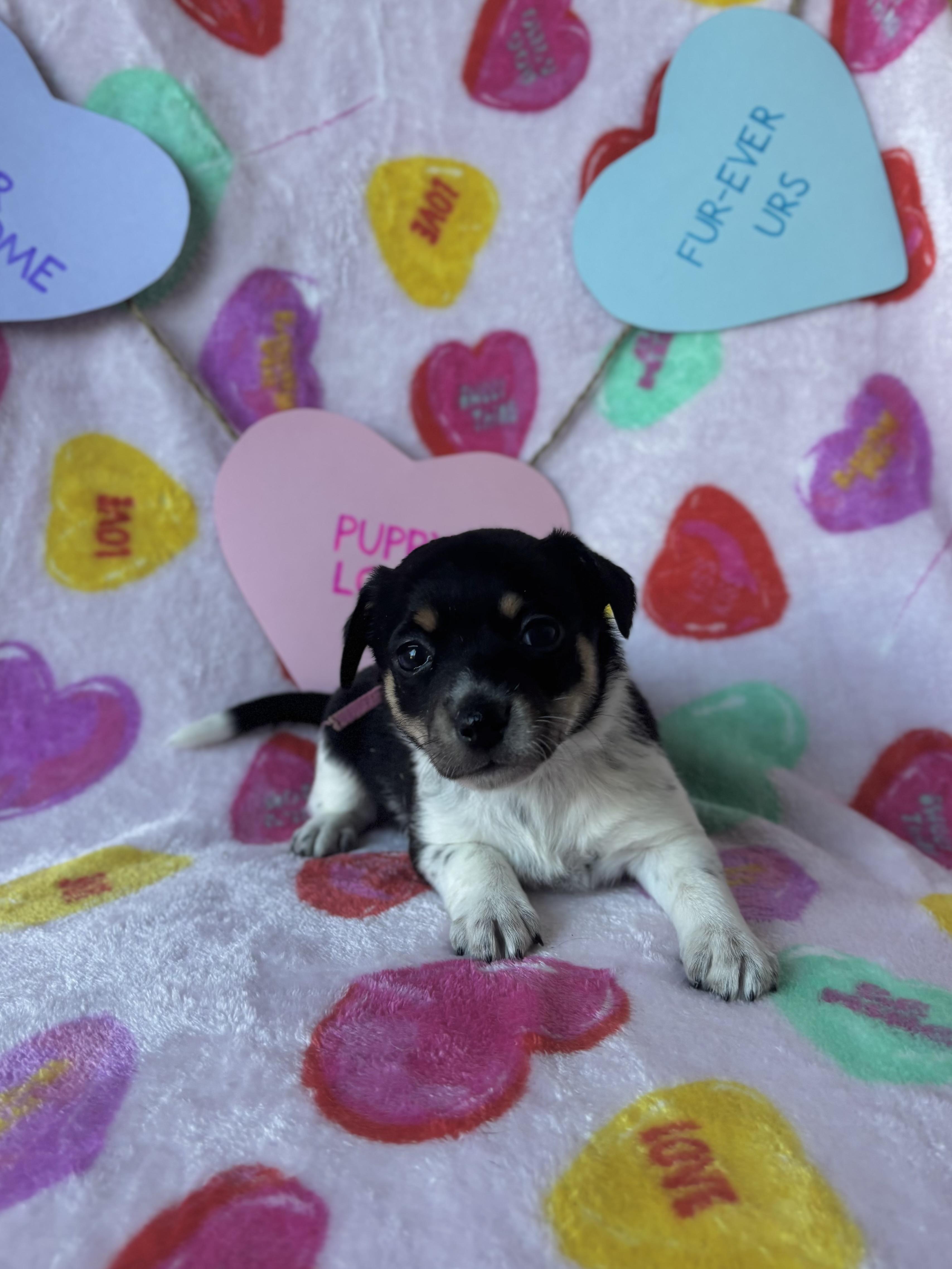 Pepper  Spice Litter thumbnail 6