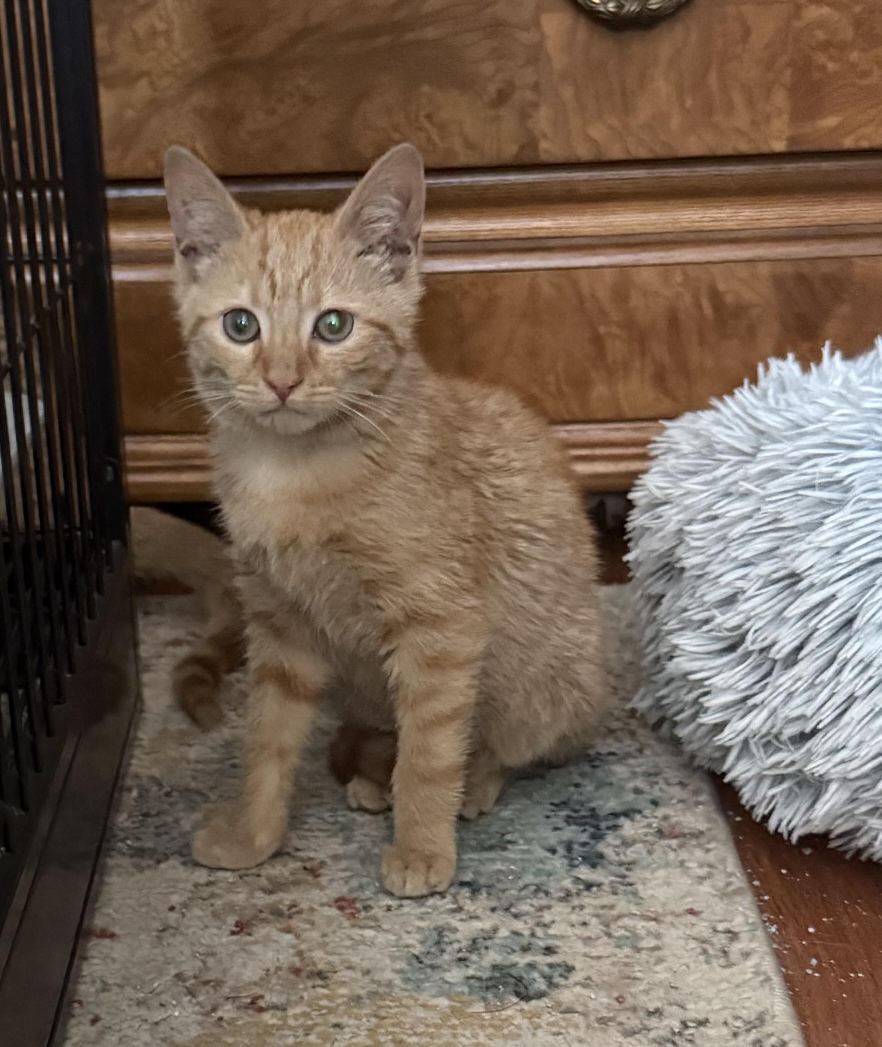 Titan & Flicker thumbnail 2