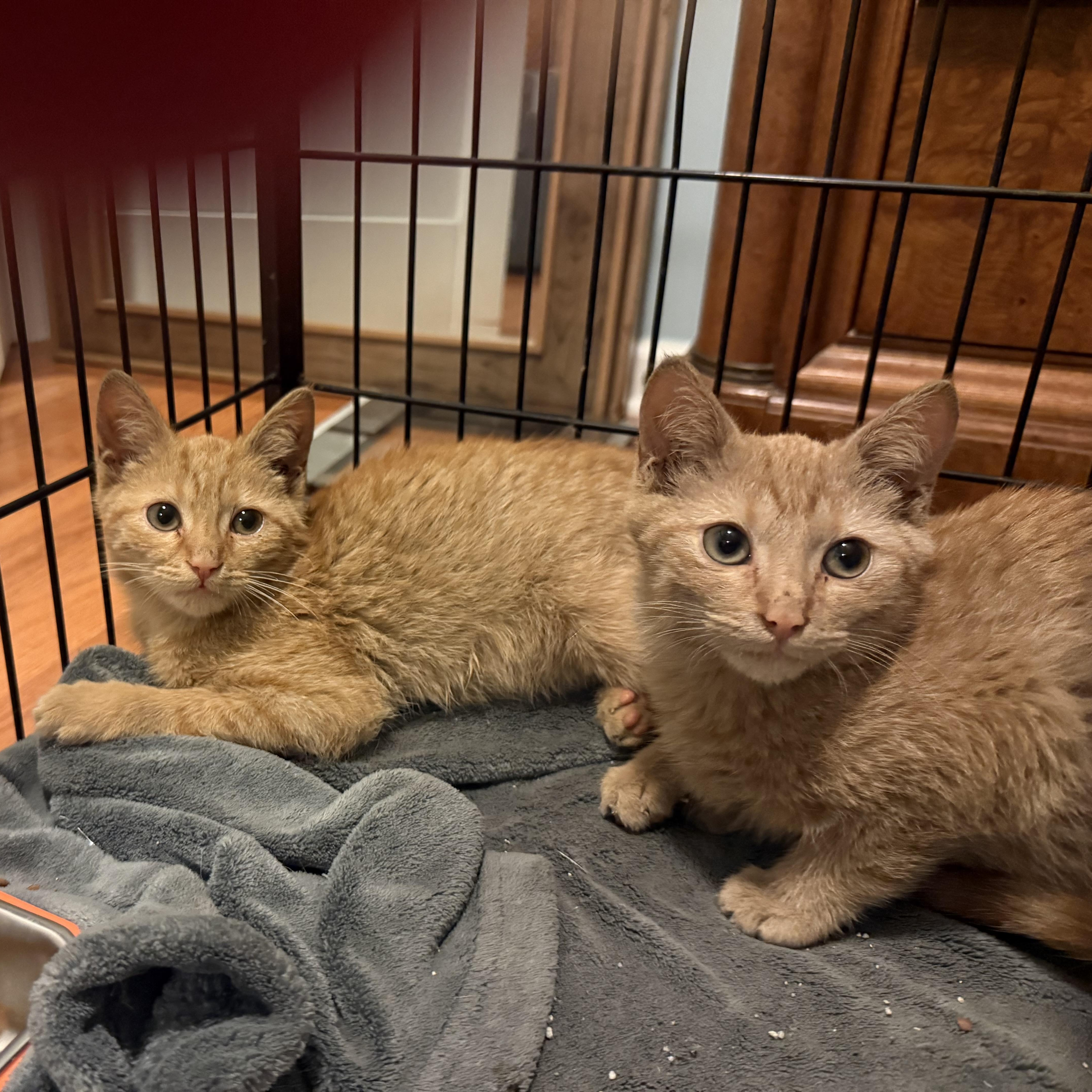 Titan & Flicker thumbnail 3