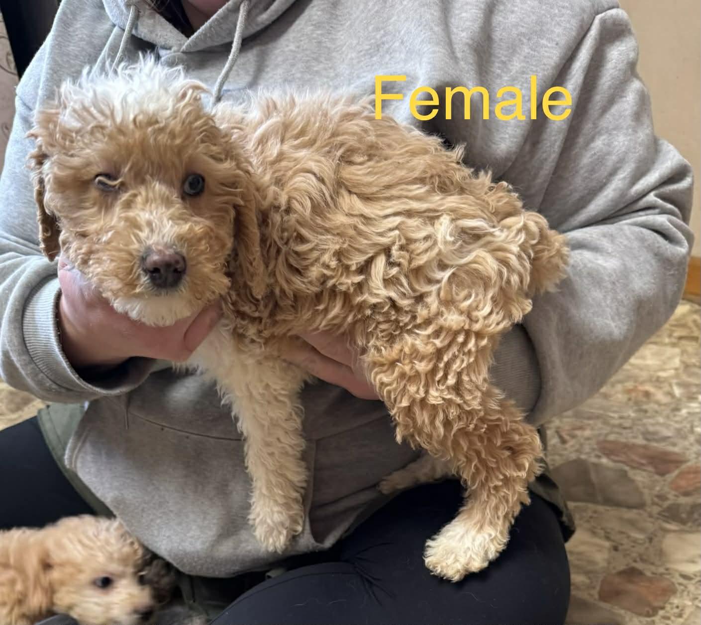 Poodle Puppies thumbnail 2