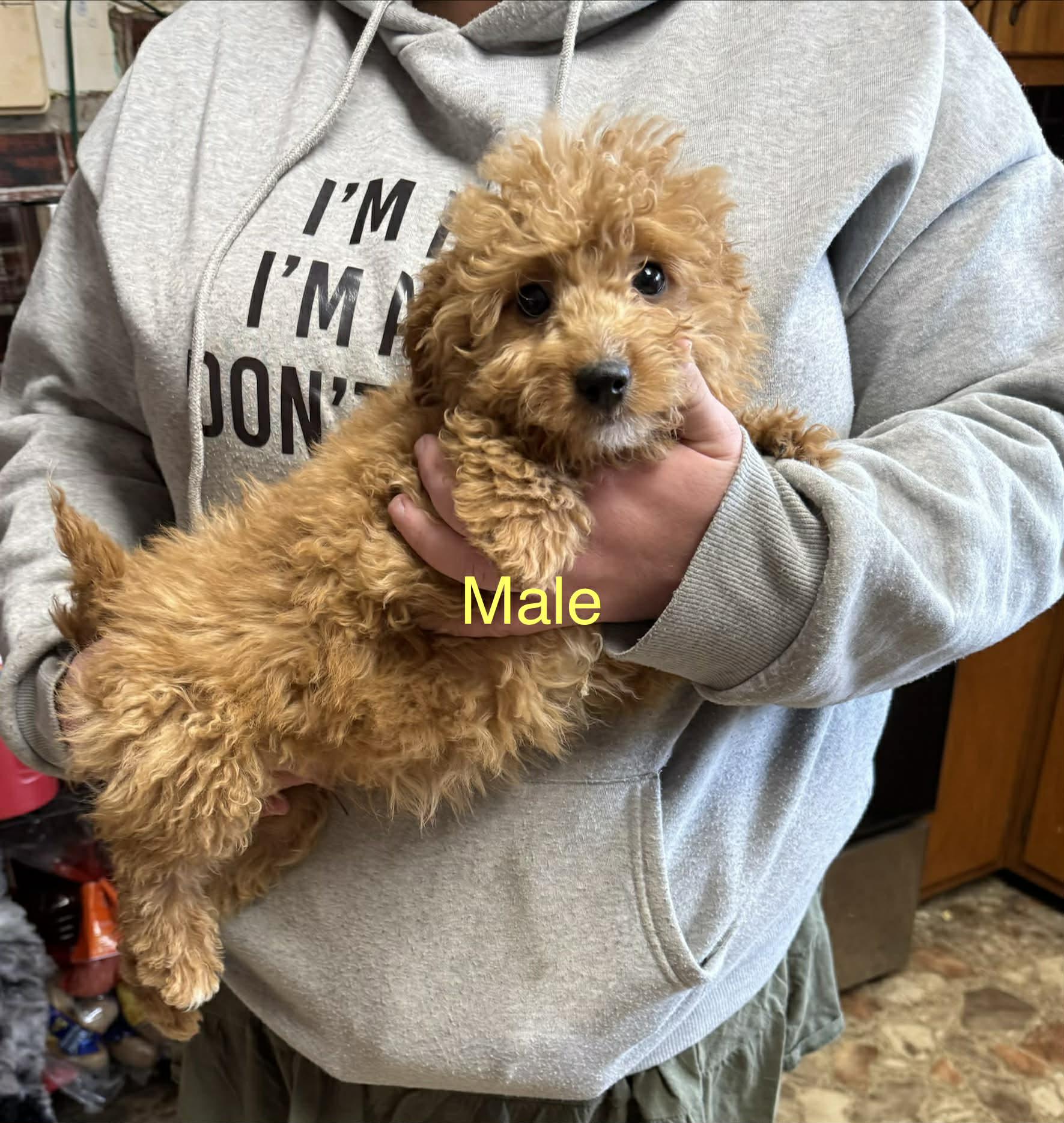 Poodle Puppies thumbnail 5