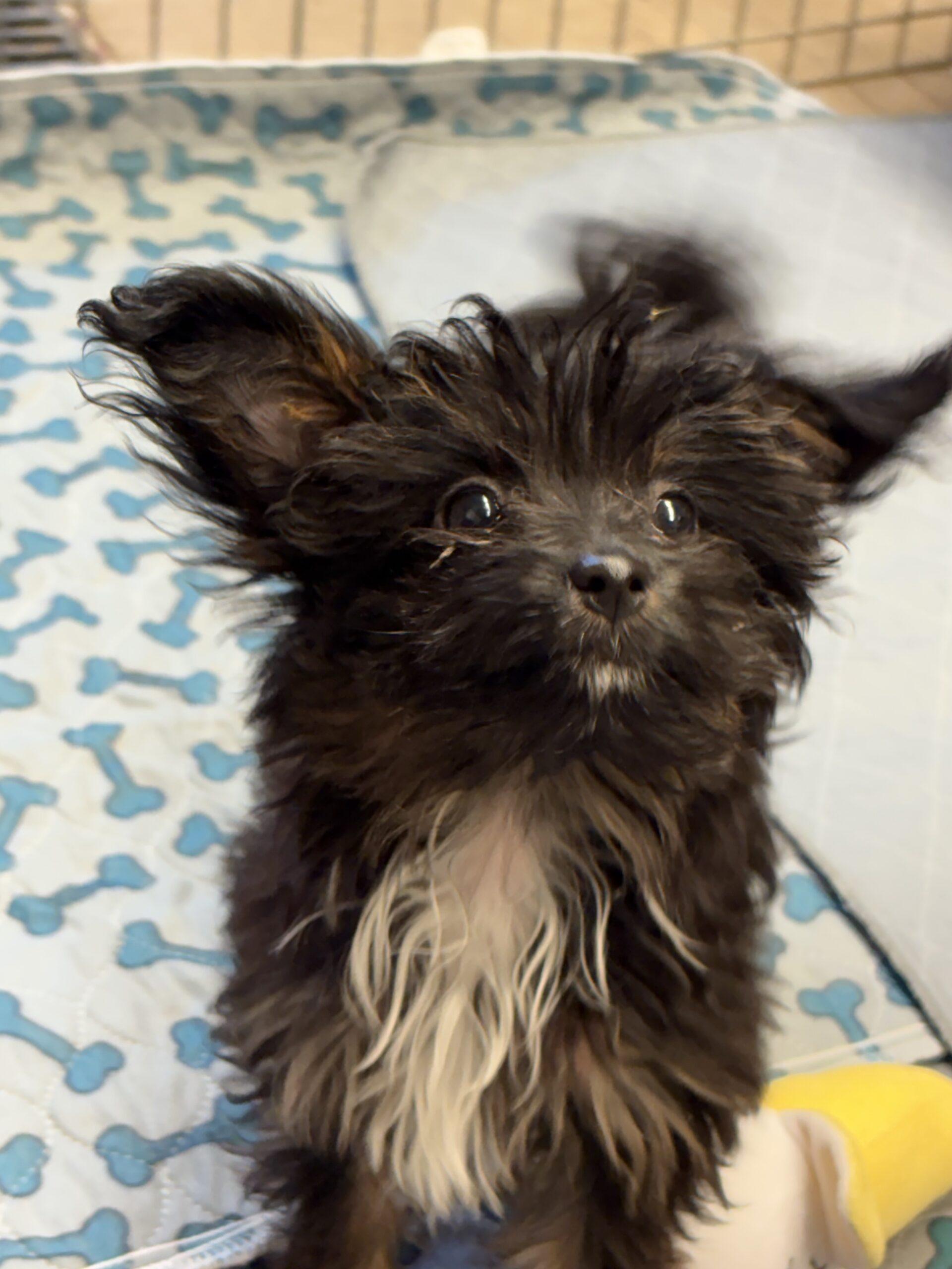 Virginia thumbnail 2