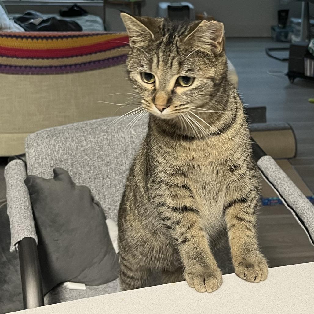 Ms. Pac Man thumbnail 3