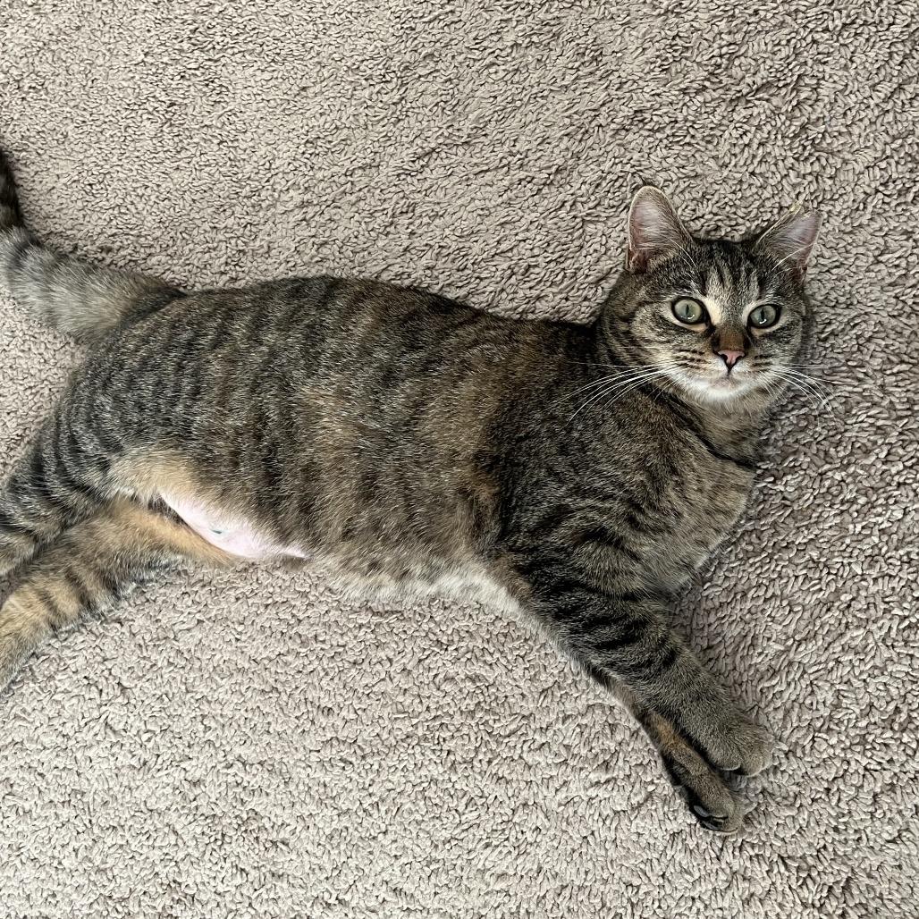 Ms. Pac Man thumbnail 5