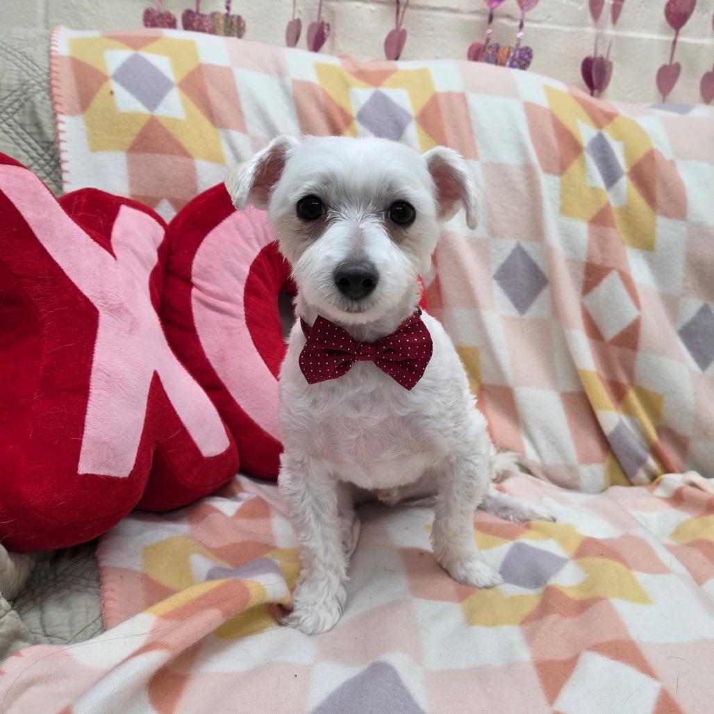 Shooter Mcgavin thumbnail 2