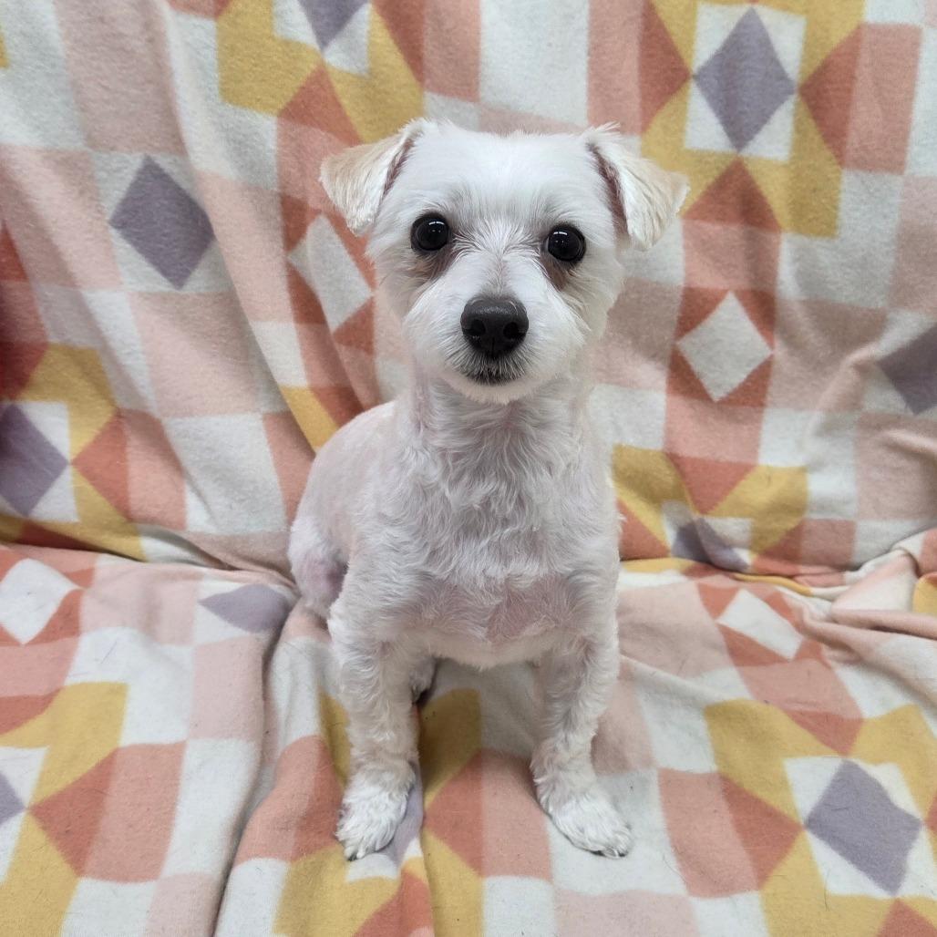 Shooter Mcgavin thumbnail 3