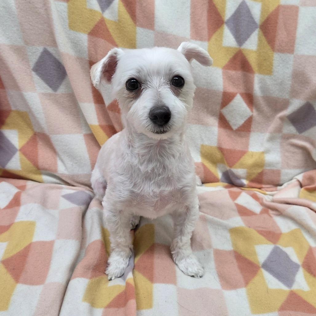 Shooter Mcgavin thumbnail 5