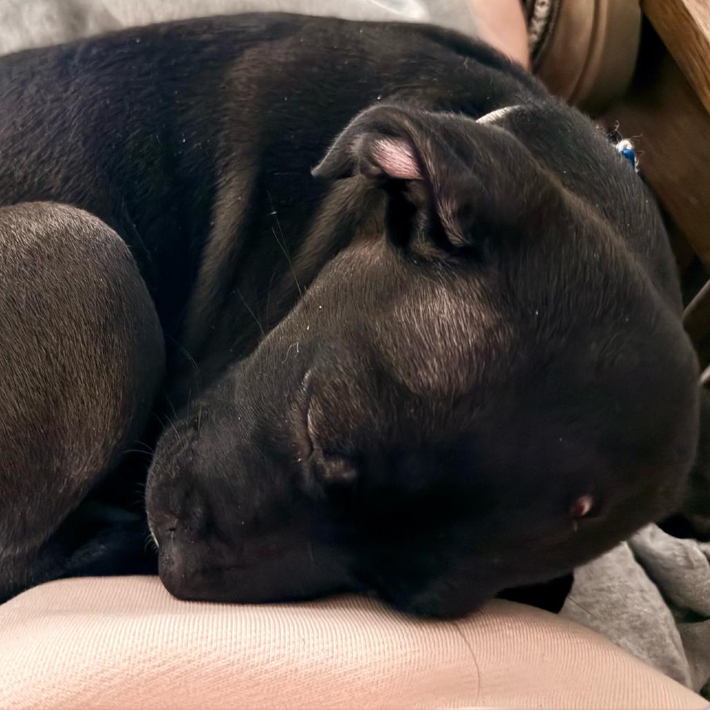 Lucky Pup: Willa thumbnail 2