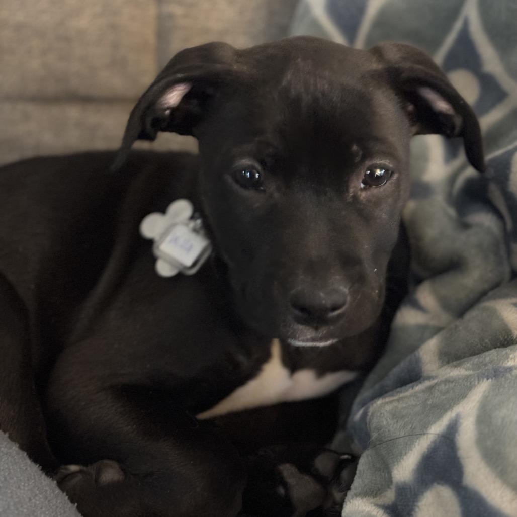 Lucky Pup: Willa thumbnail 3