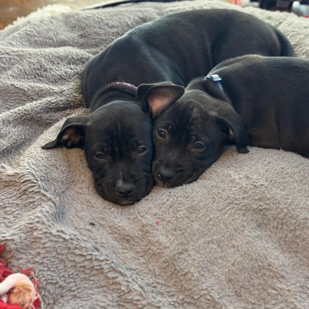 Lucky Pup: Willa thumbnail 4