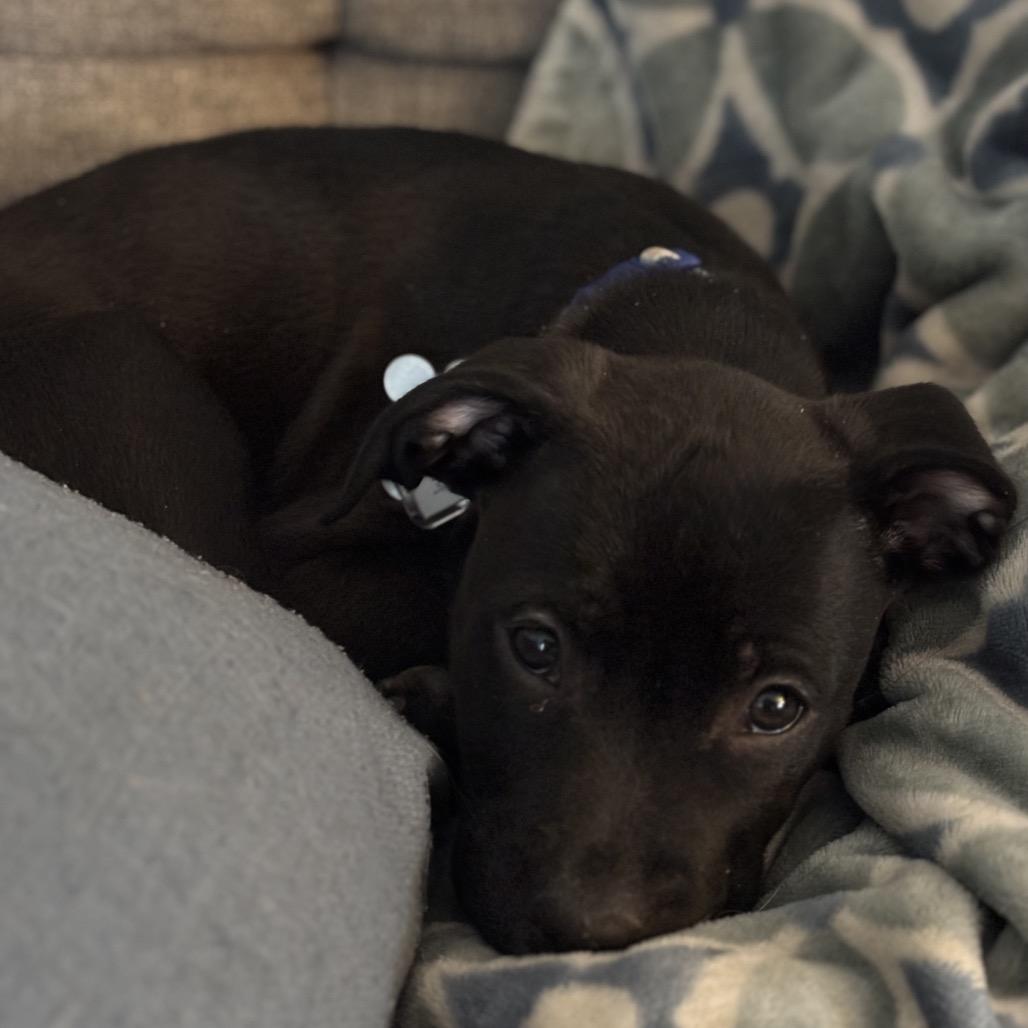 Lucky Pup: Willa thumbnail 5