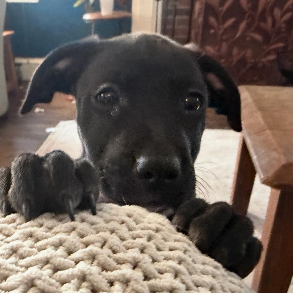 Lucky Pup: Willa thumbnail 6