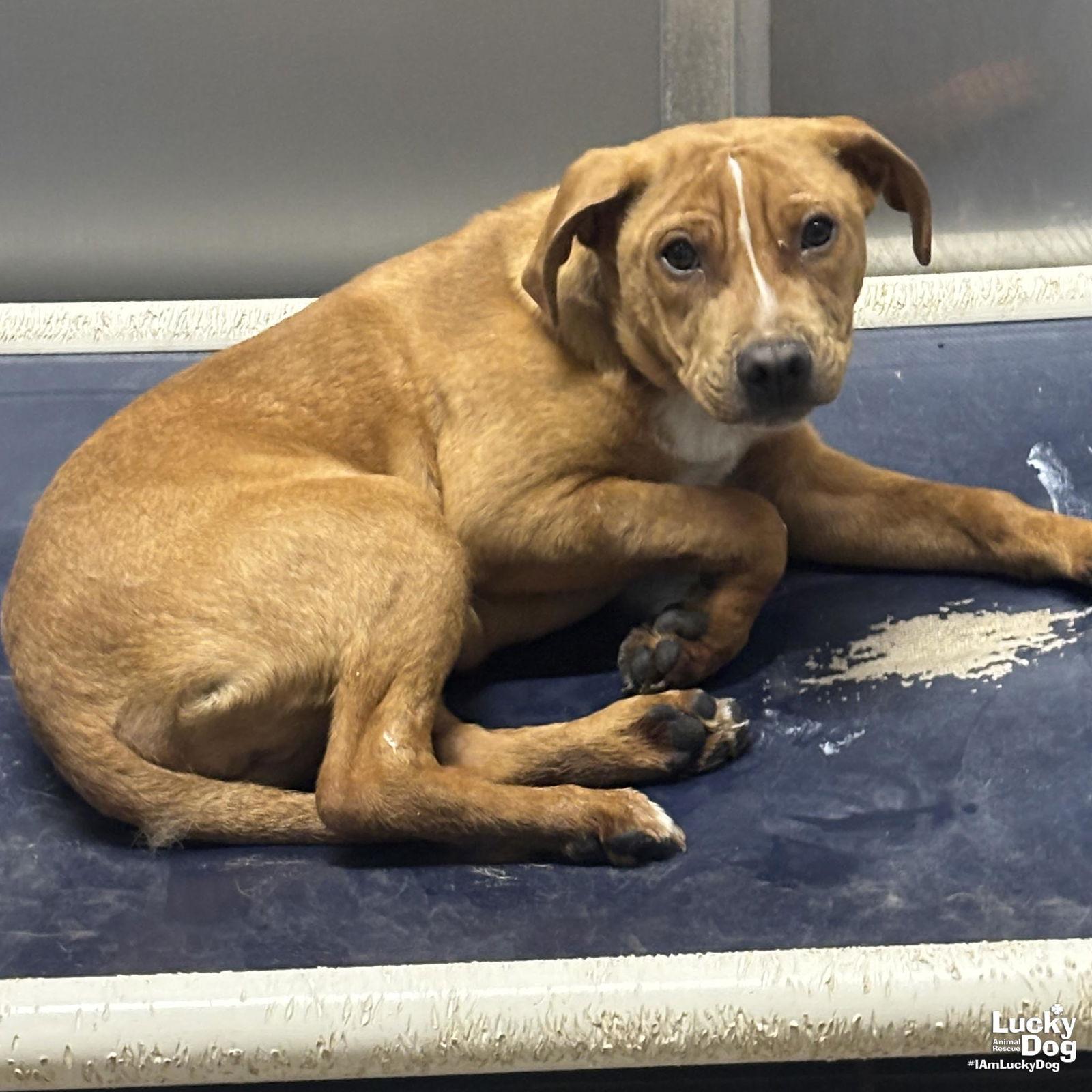 Spartacus thumbnail 2