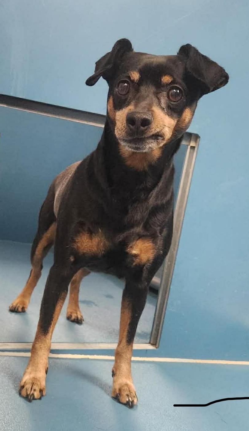 Flapjack thumbnail 2