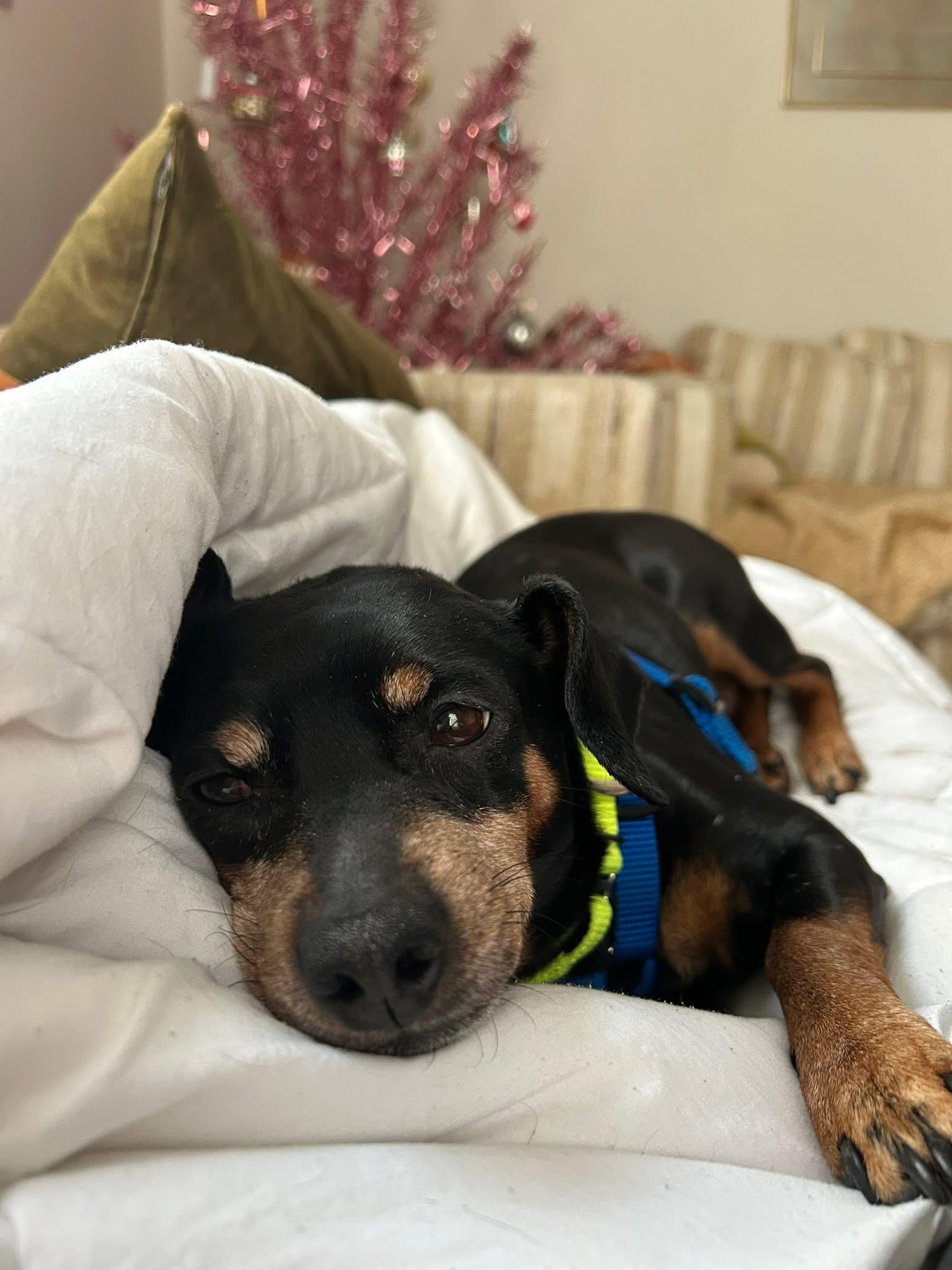 Flapjack thumbnail 3